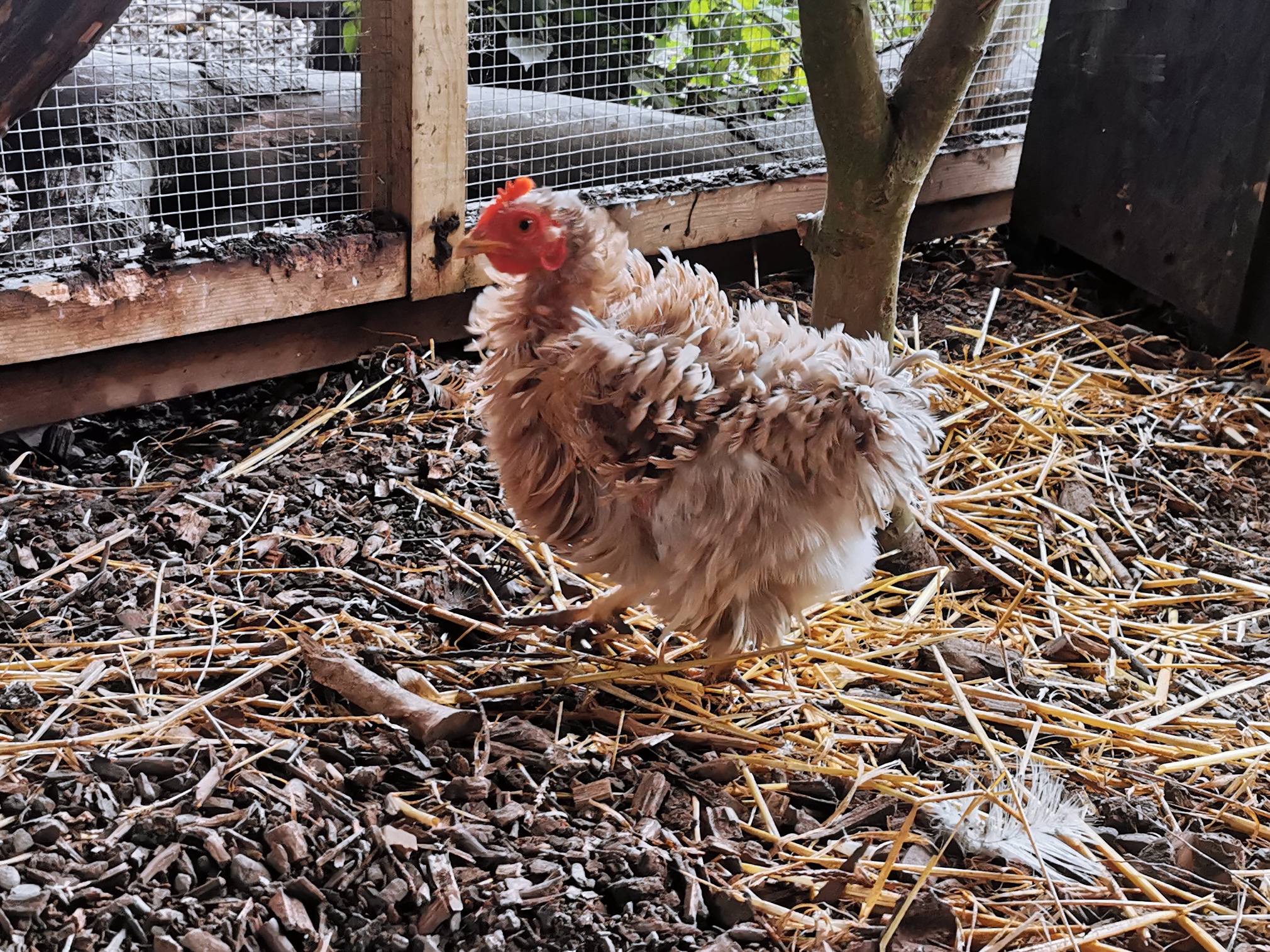 Raystede Centre for Animal Welfare | Lewes