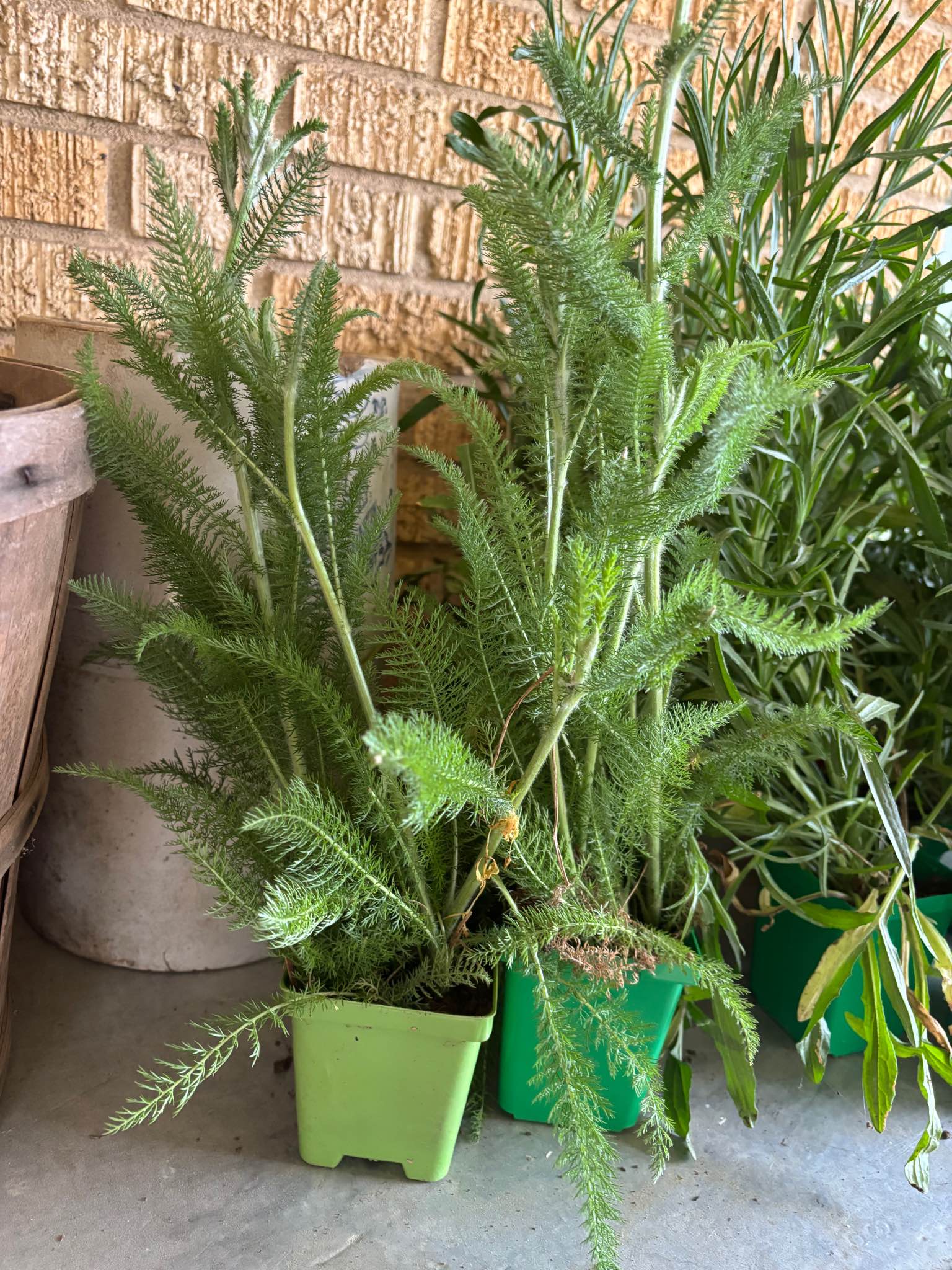 Yarrow & Bachelor Button Plants - Plants & Seedlings - Searcy, Arkansas ...