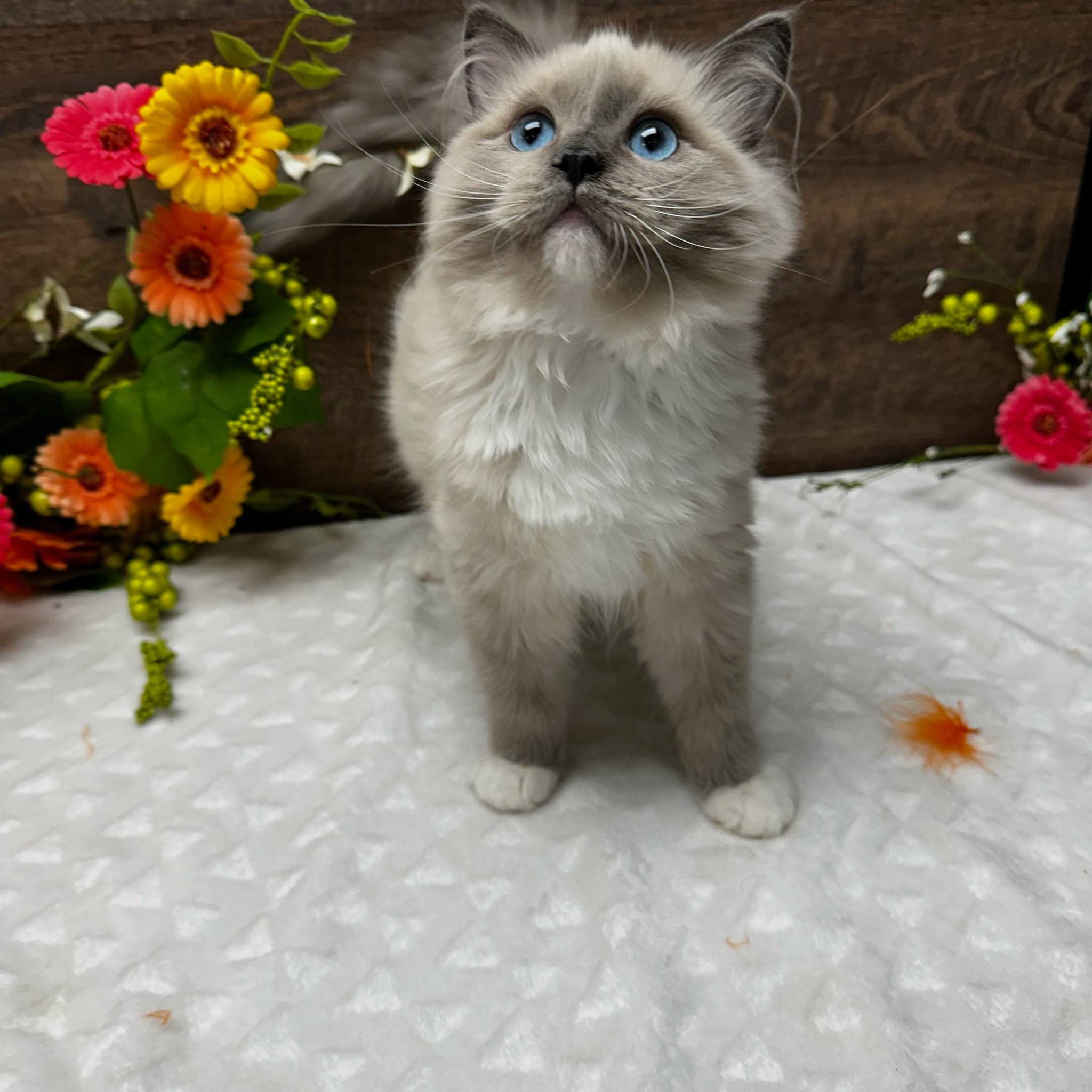 Rustic - Blue Mitted Mink Boy - Amazing Glass Blue Eyes - Reserved ...