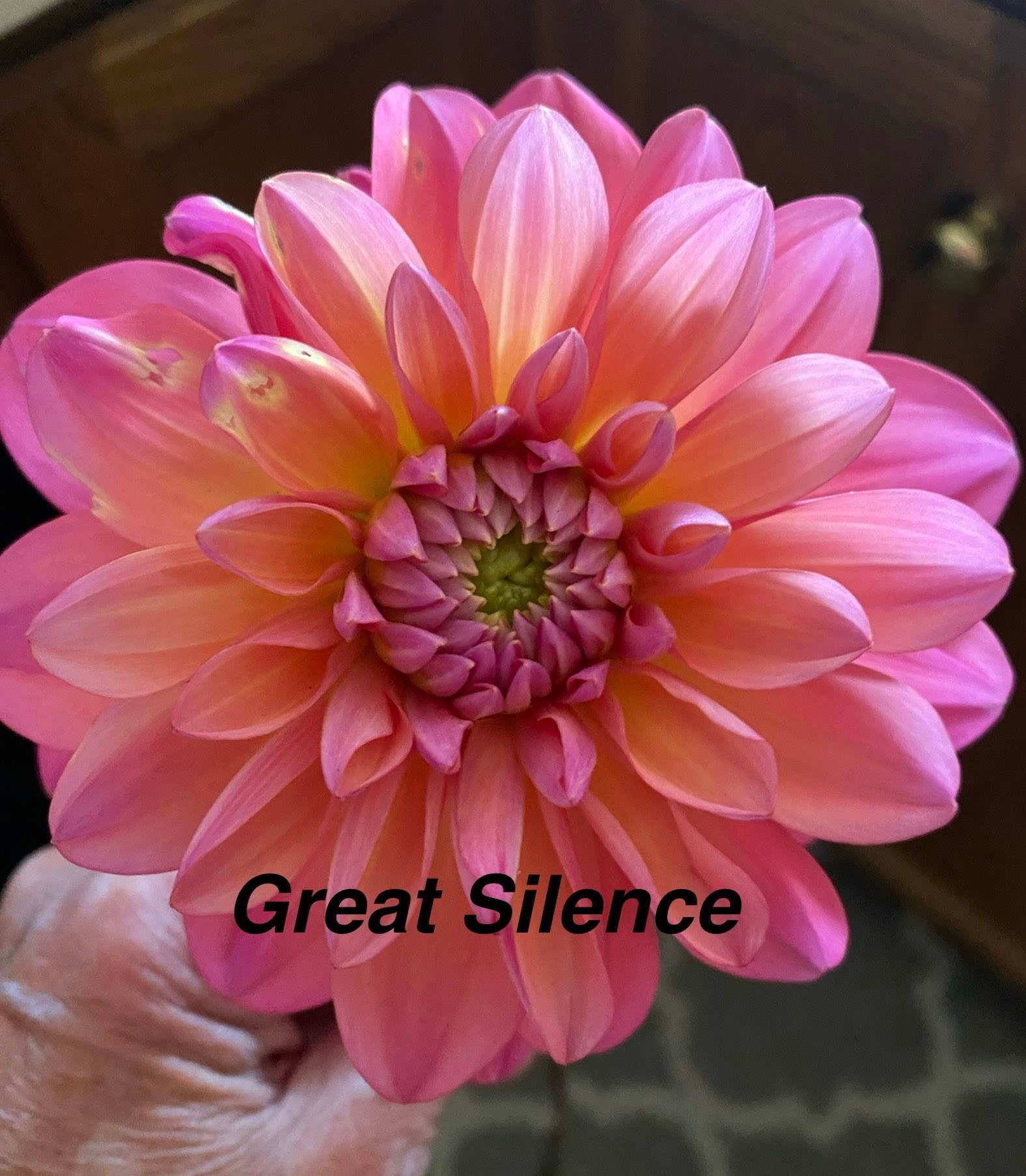 Discounted dahlia variety packs available online
