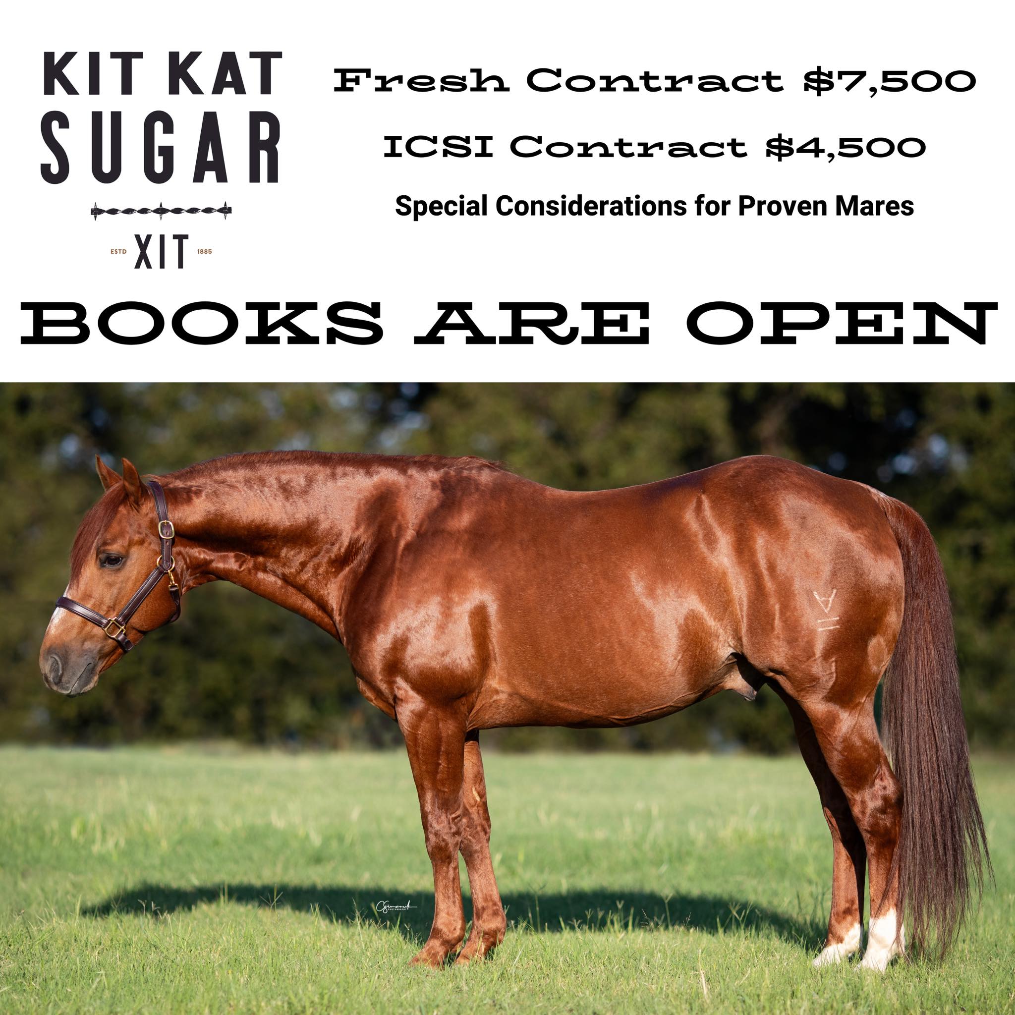 XIT Ranch - 2025 BOOKS ARE OPEN! Kit Kat Sugar's 2025... | Facebook