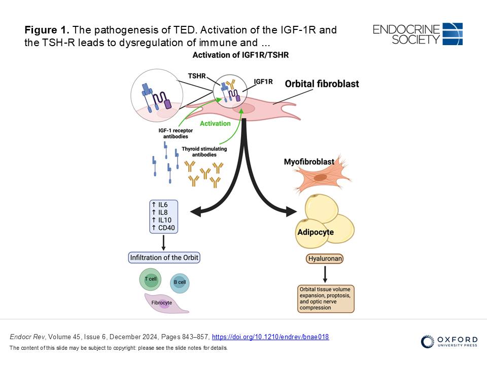 Teprotumumab for the Treatment of... - Endocrine Society | Facebook