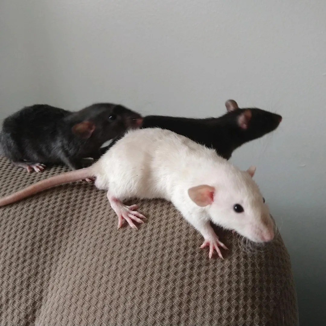 Gardens Clan Rattery - Columbus, OH