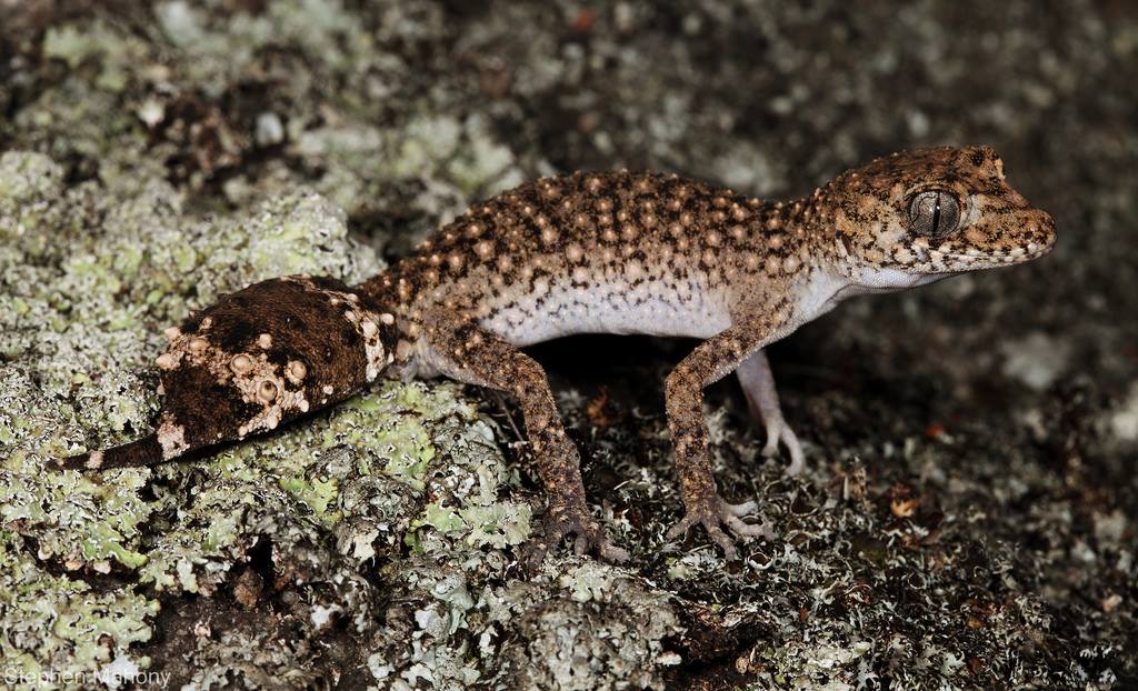 The border thick-tailed gecko... - Animal Fact of the Day | Facebook