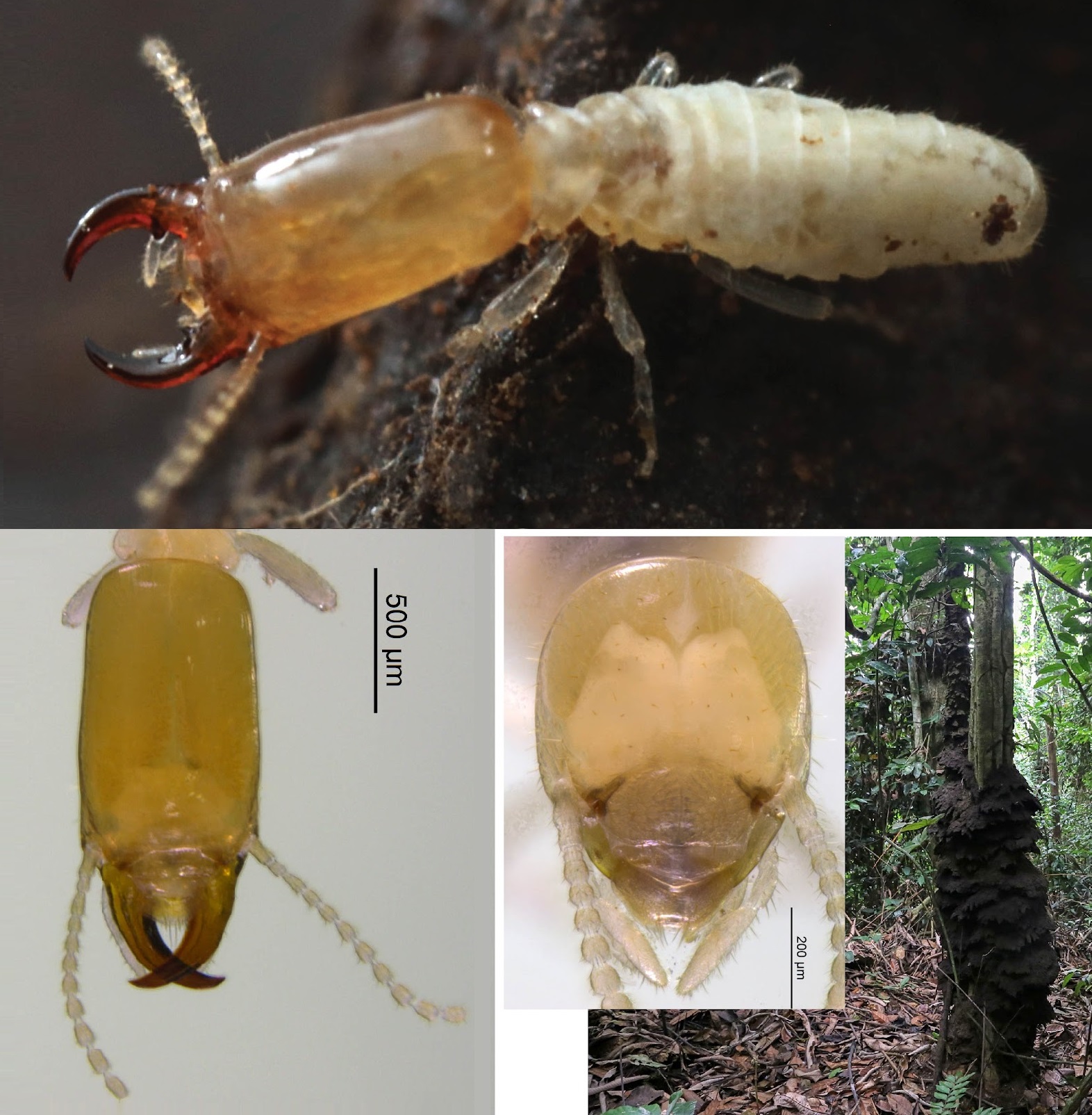 Novataxa | Species New to Science - 🪵 #novataxa #Africa #termite # ...
