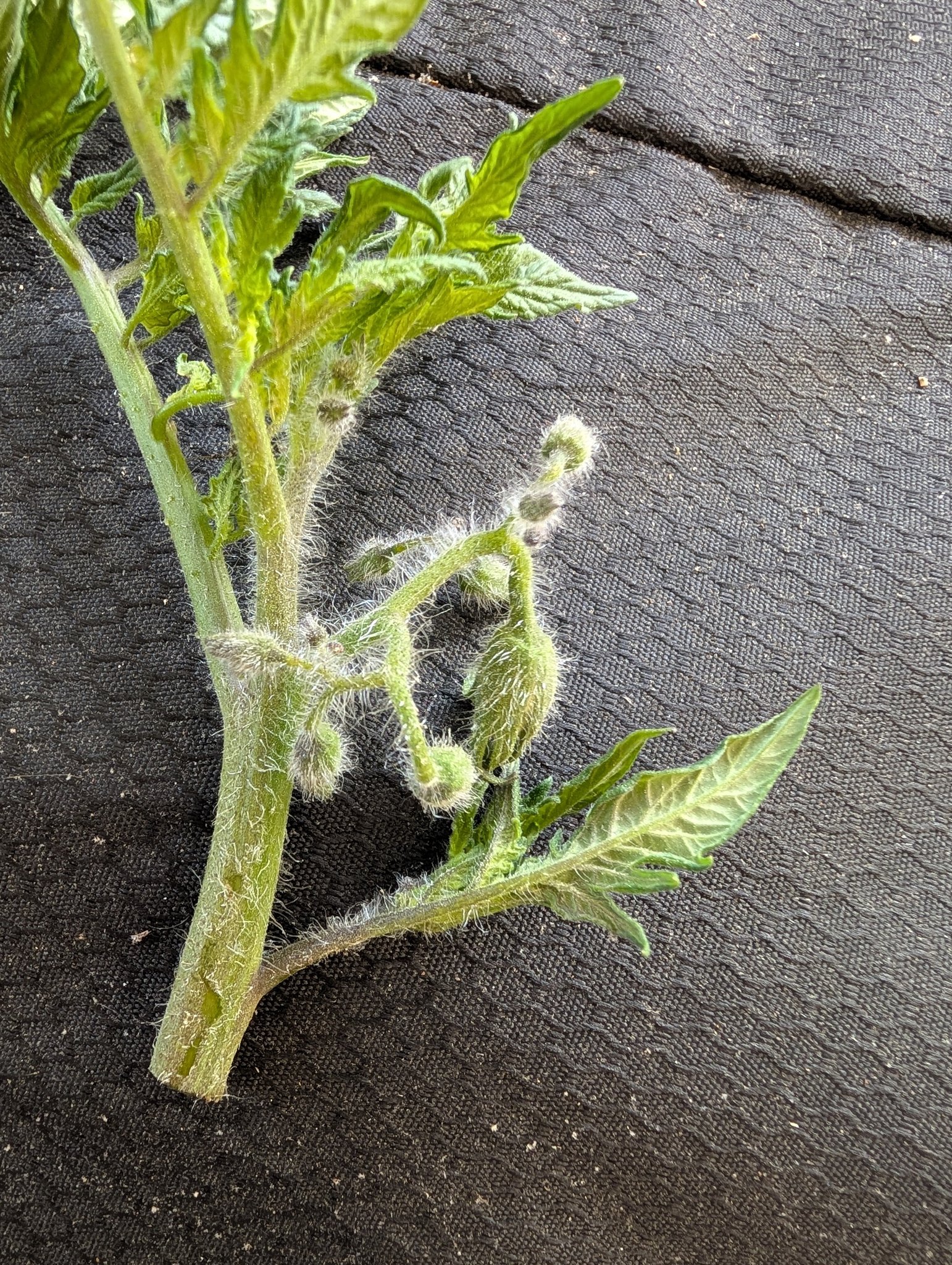 What's causing white fuzz on my tomato plant?