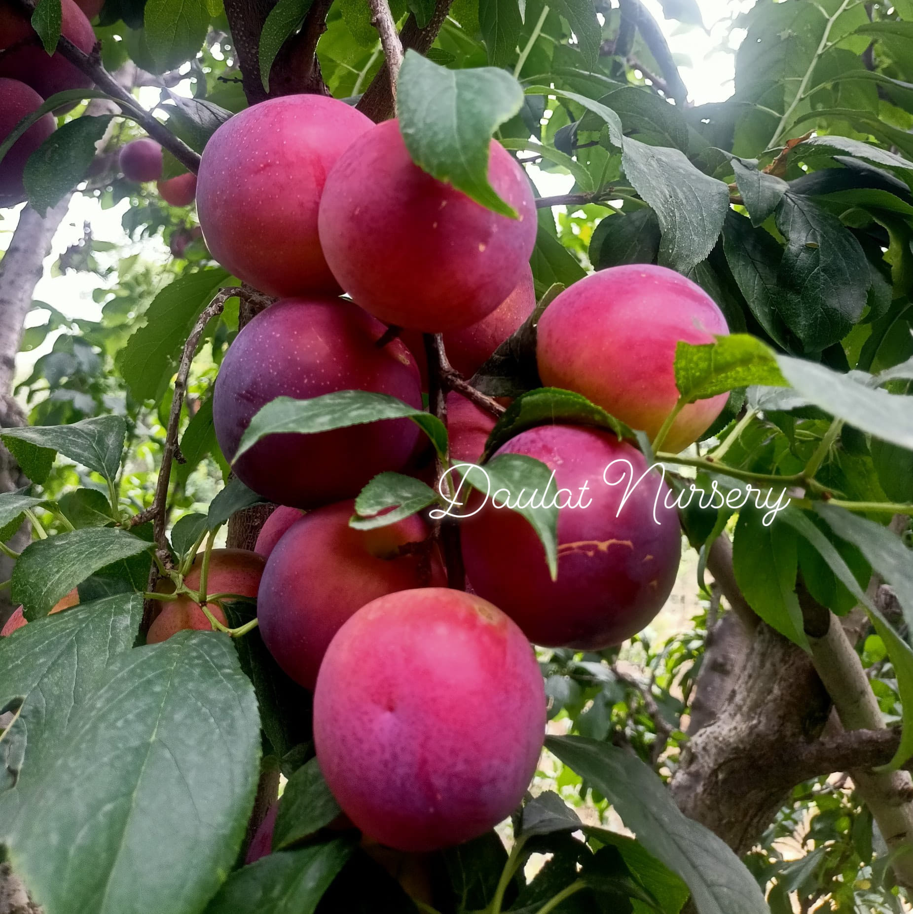 Hiromi red plum … Very good plum variety both in taste 👅 and