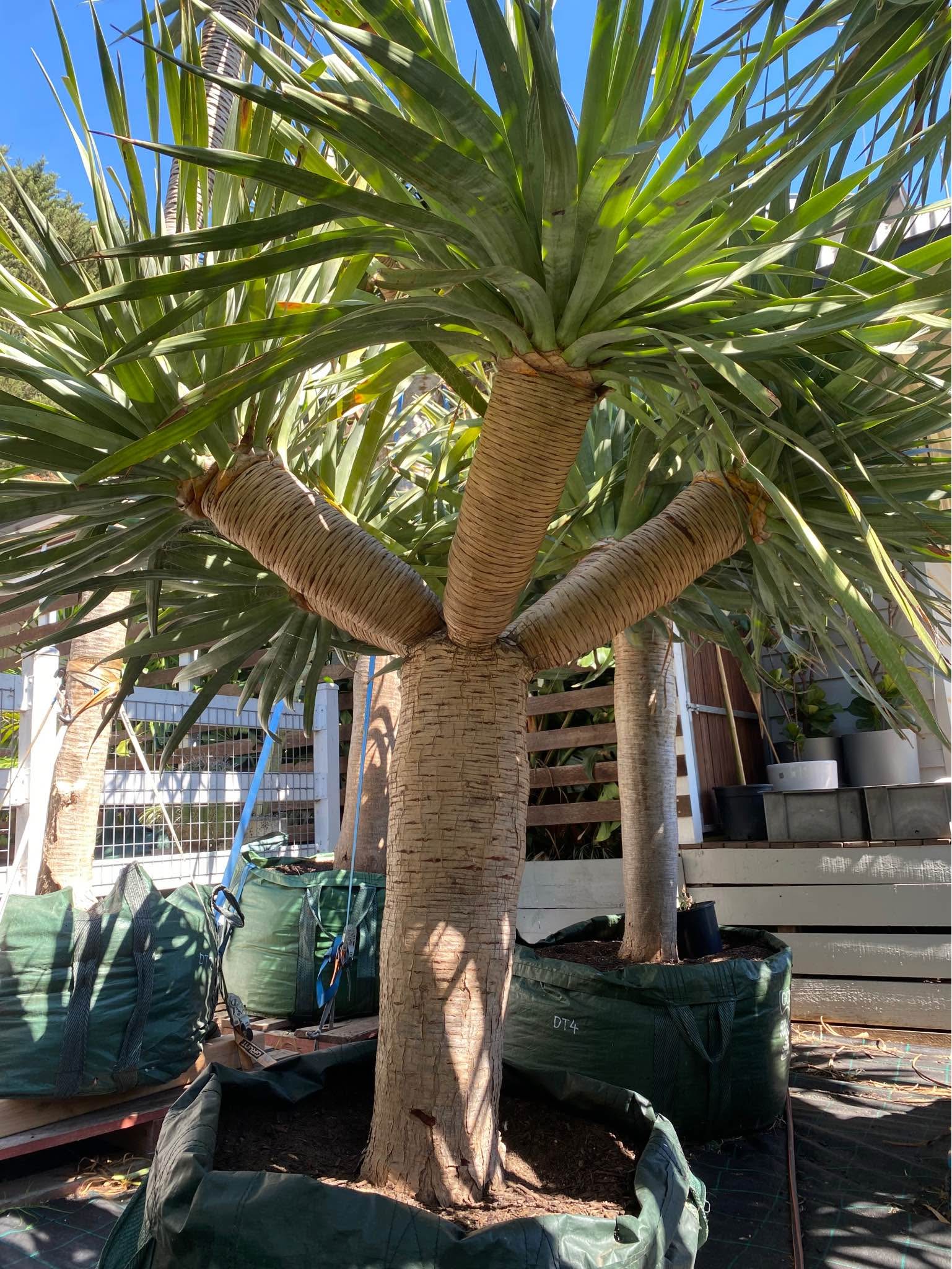 (Dracaena Draco) Dragon Trees - Plants & Seedlings - Melbourne ...