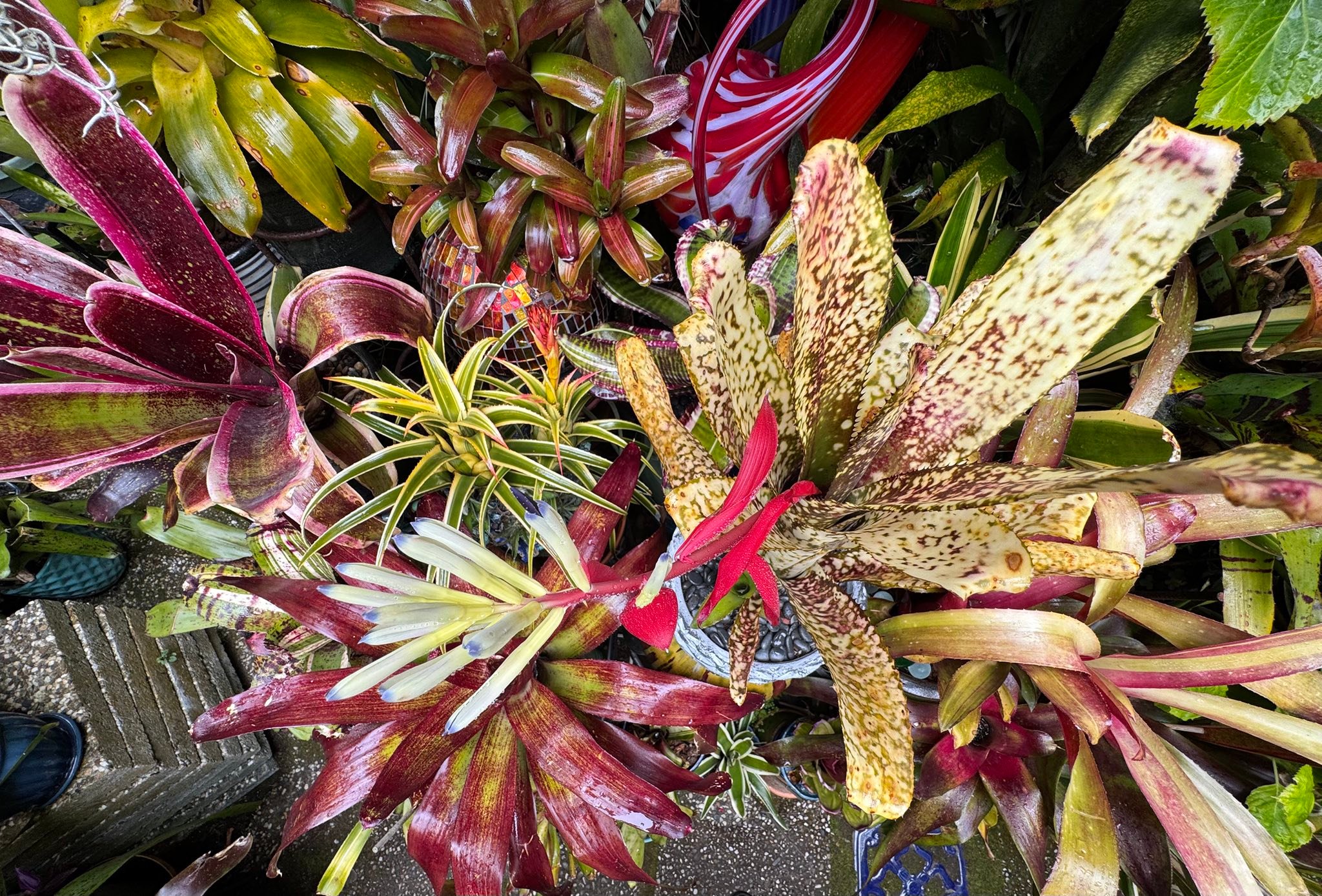 Billbergia 'Apocalypse' bromeliad plant blooms