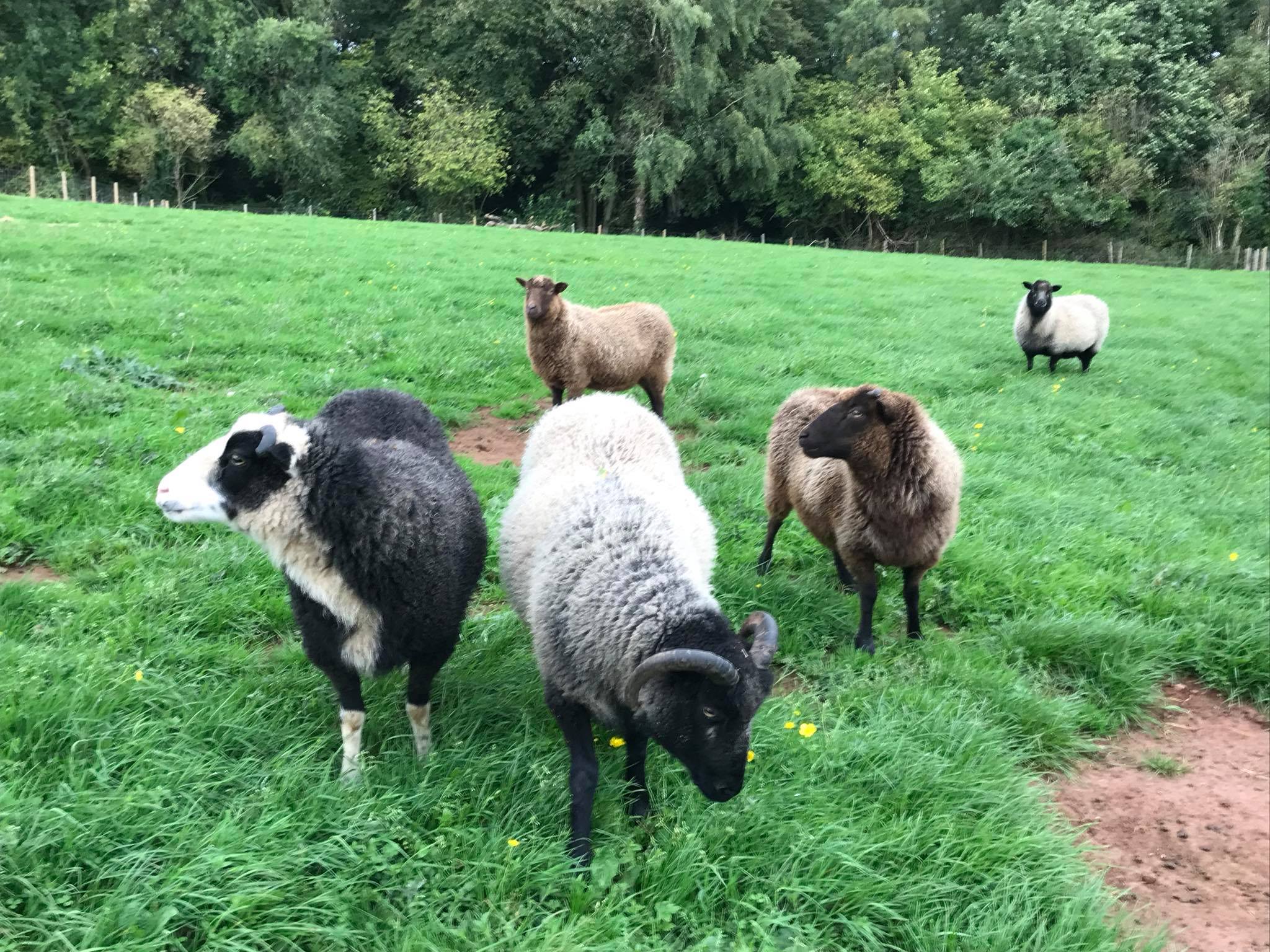 Dean Farm Trust - Dean Farm Trust added a new photo.