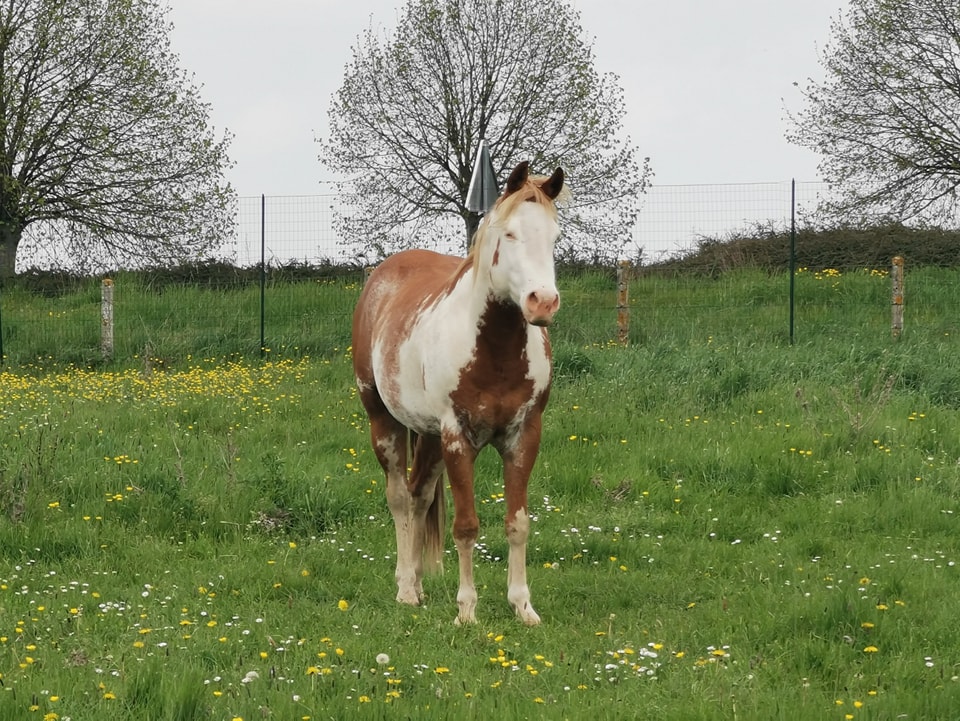 USR Wimpys Red Gun - APHA Red Overo Stallion, ee Aa On SW1n DW20n nd1/nd2