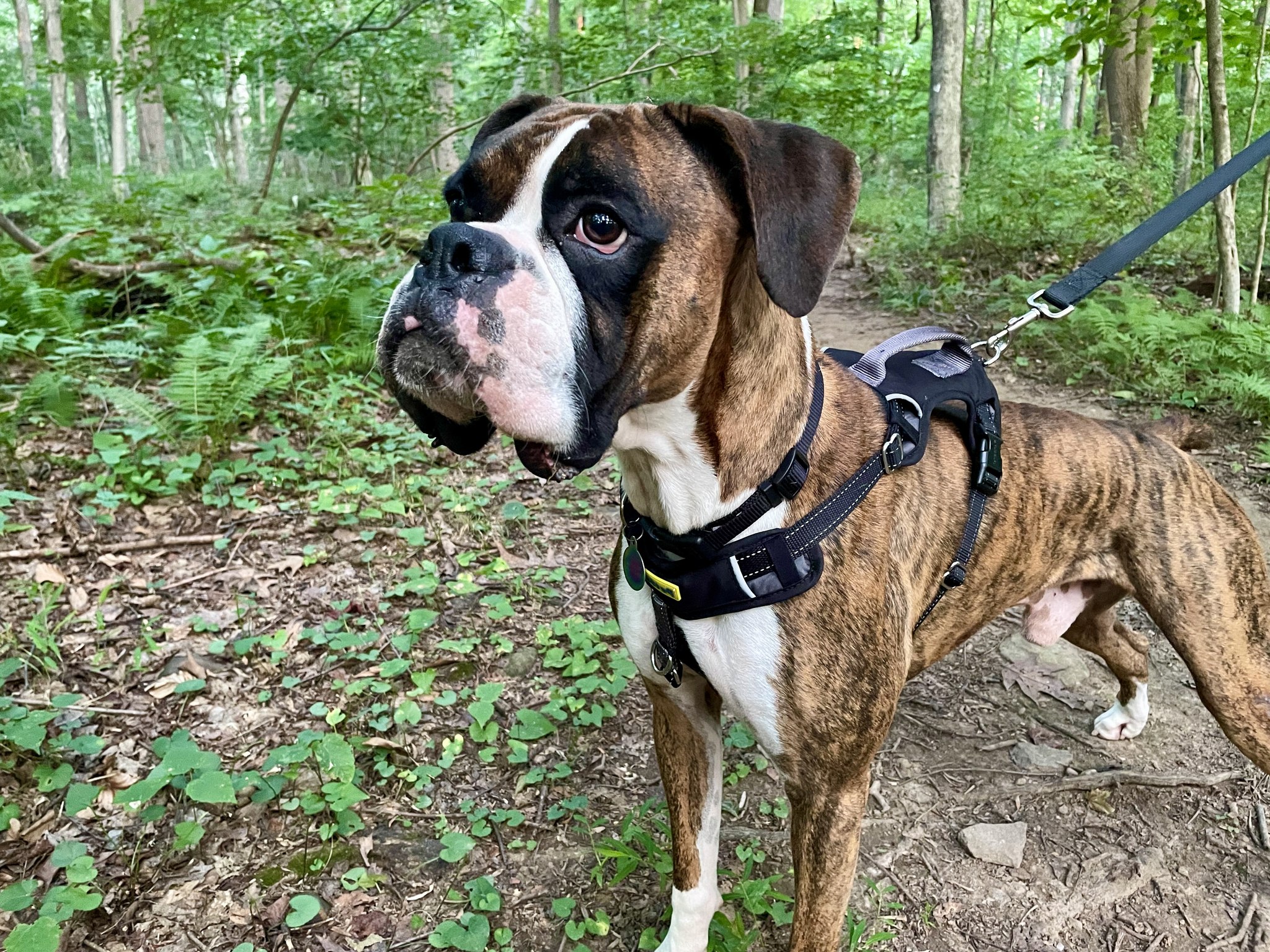 It’s been a BUSY time at Boxer... - Boxer Rebound, Inc. | Facebook
