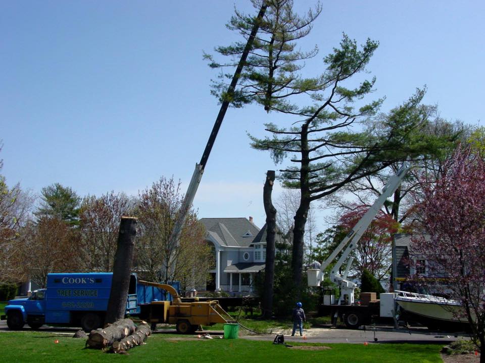 Cooks Tree Service inc. | Lincroft NJ