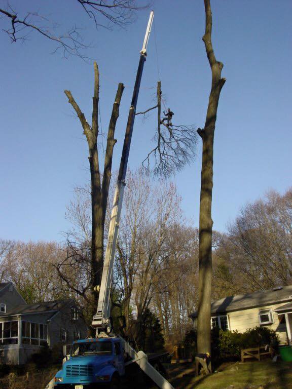 Cooks Tree Service inc. | Lincroft NJ