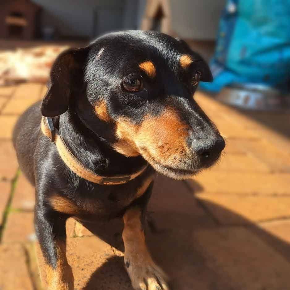 dachshunds-in-need-in-south-africa-u-r-g-e-n-t-north-west