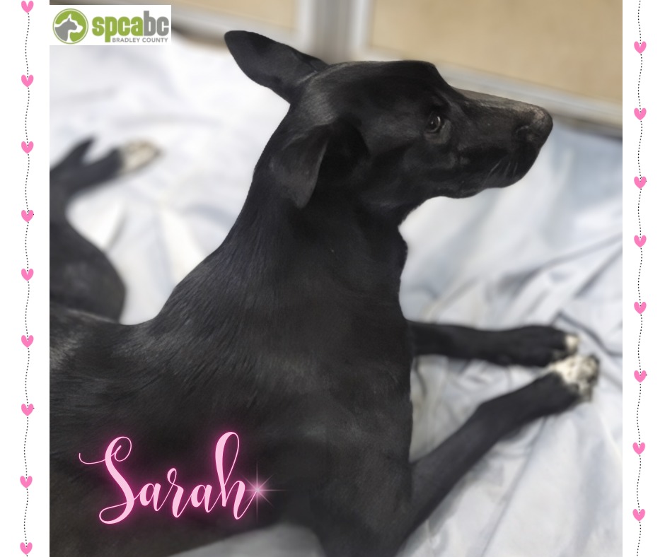SPCA - Say hello to Sarah! Sarah is approximately 2-years-old and is a ...