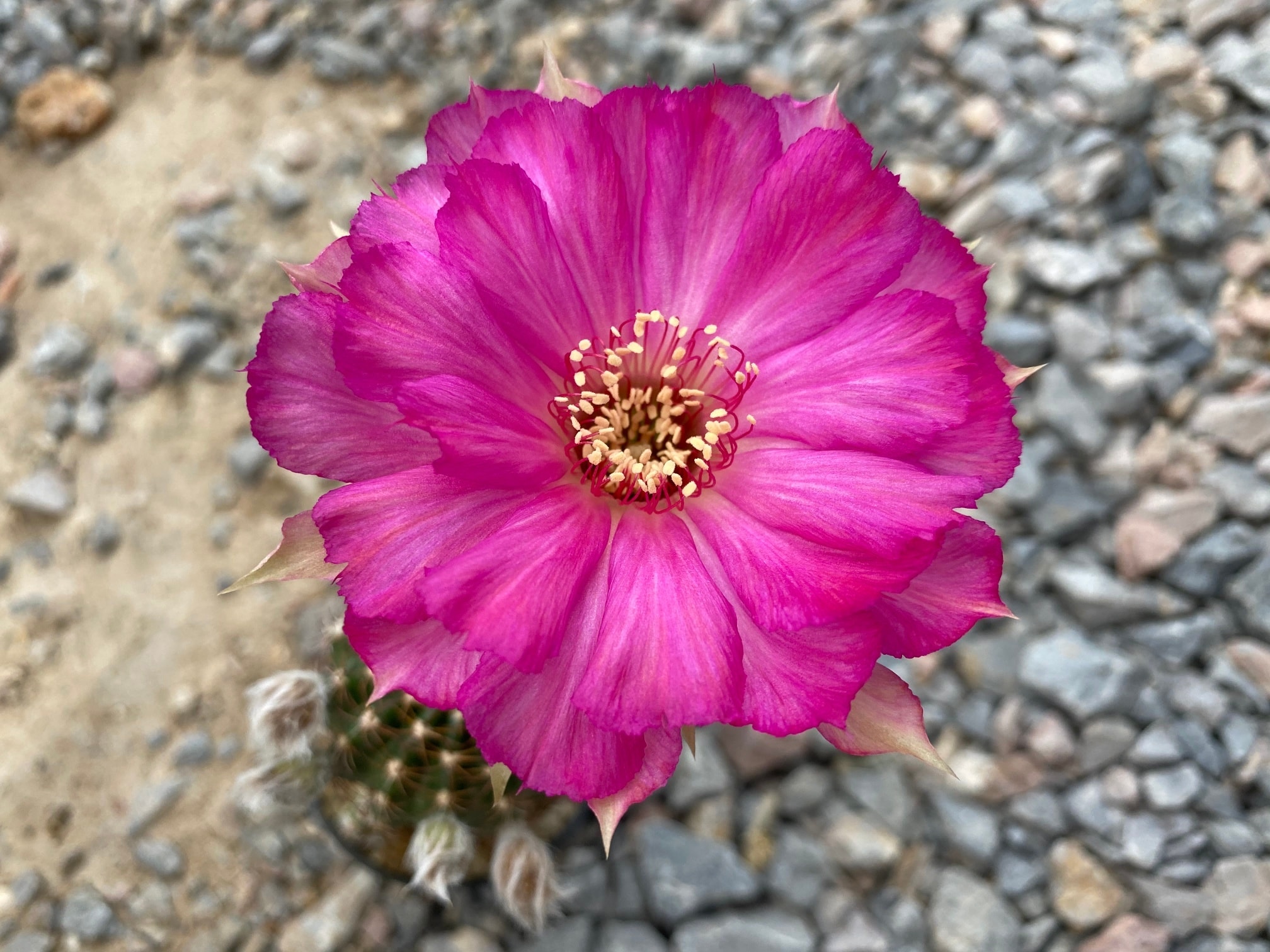 Lobivia code B244 สีดอกตามภาพครับ... - Cactus flower Asia | Facebook