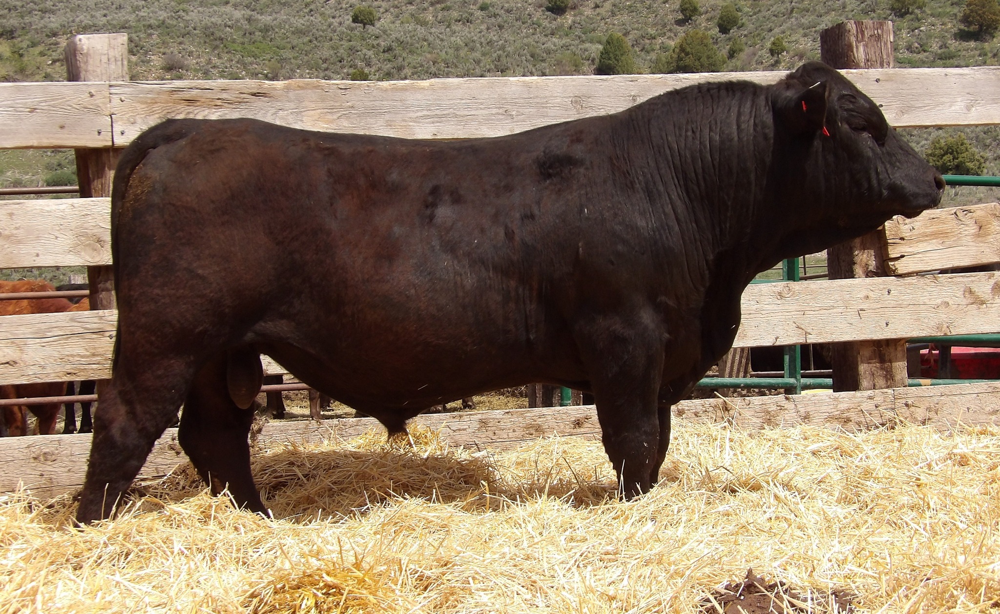 Table Rock Ranch | Ririe ID