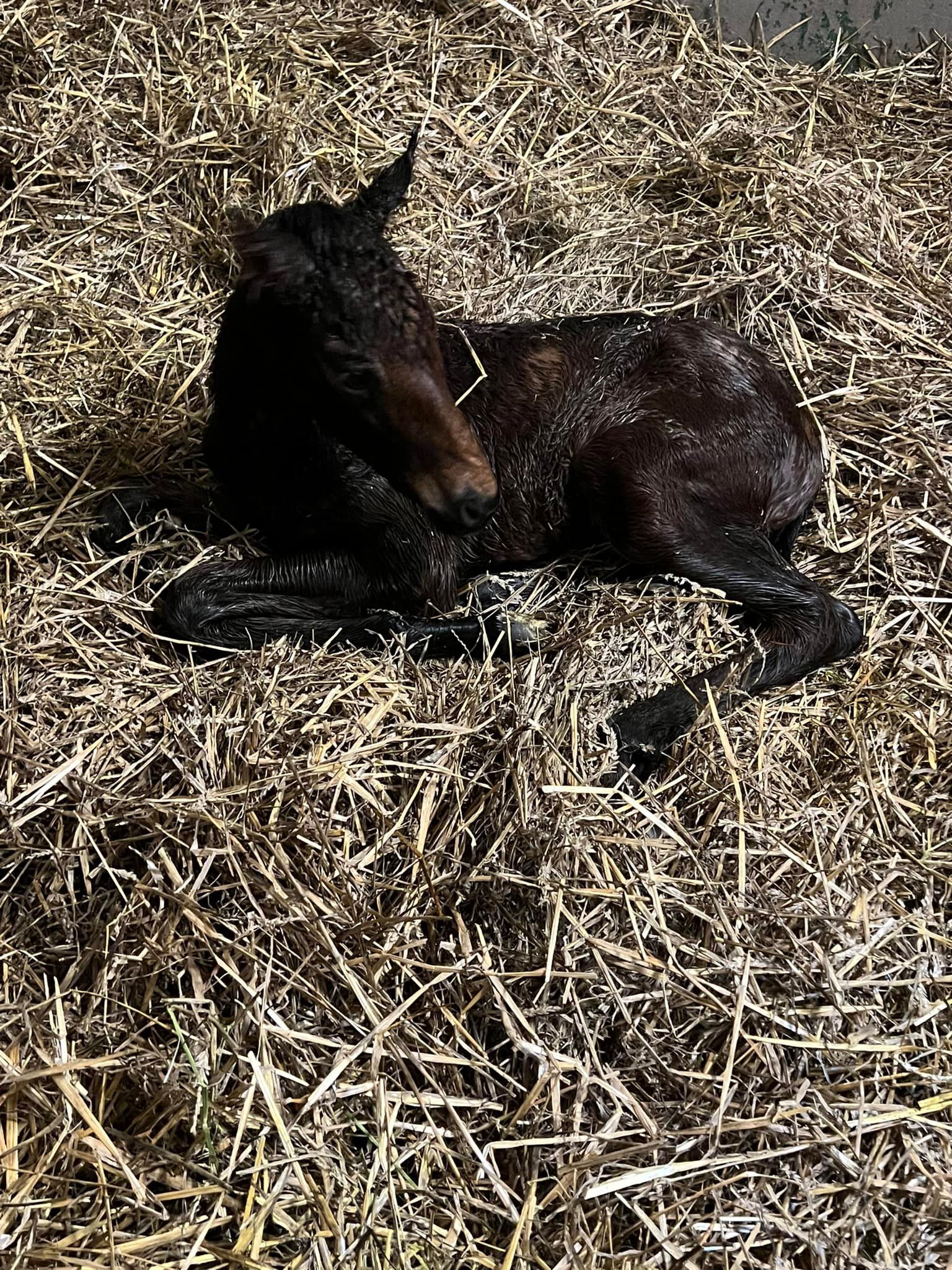 Circle Eight Ranch and Racing | Versailles KY