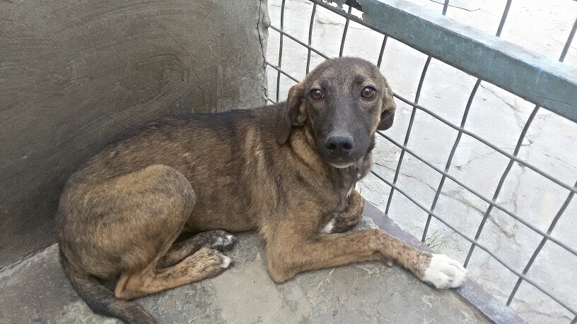 These 6 beautiful dogs were rescued... - Puppy Rescue Mission