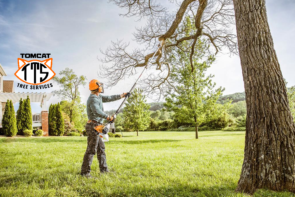 Tomcat Tree Services | Pearcedale VIC