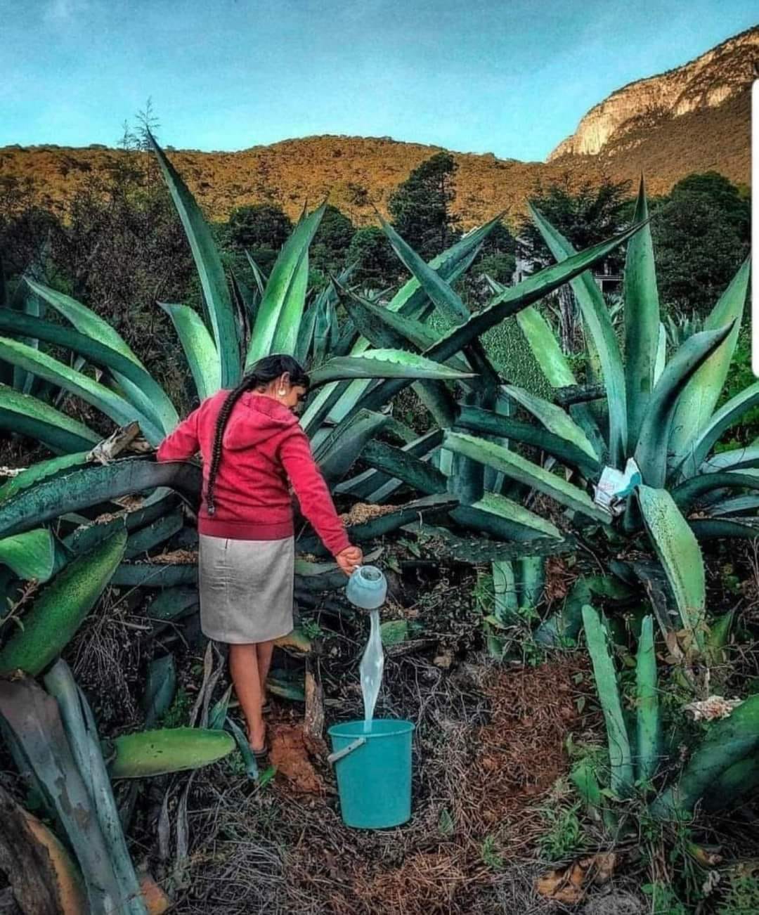 NotiColima - El aguamiel es la materia básica con la que...