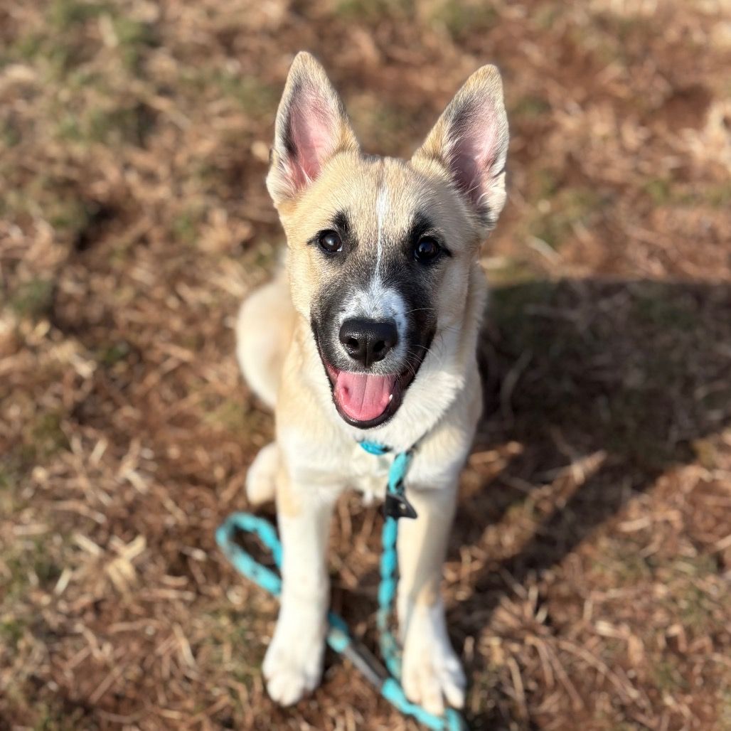 York - "Oh, Miss Elphaba! Many years I have waited for a pup like you ...