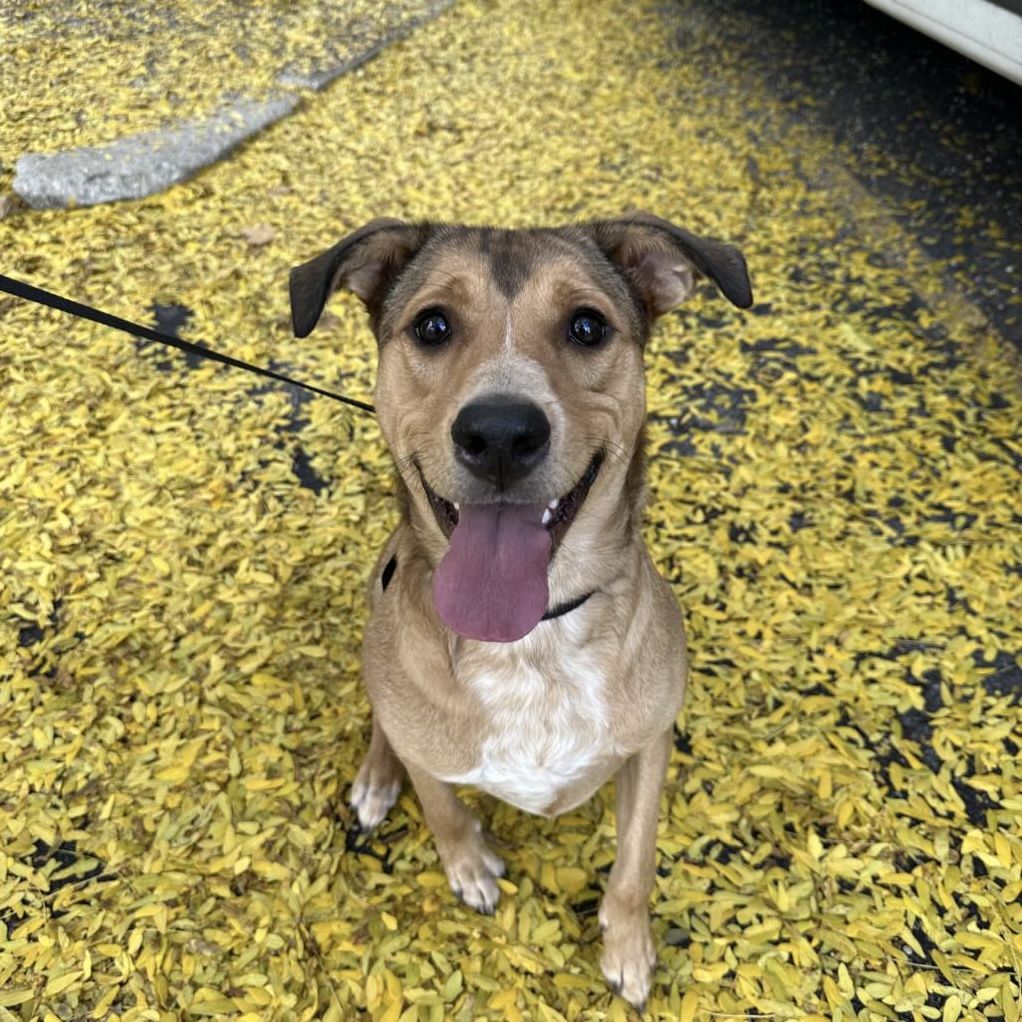 PAWS Chicago - All Franny wants for the holidays is a... | Facebook