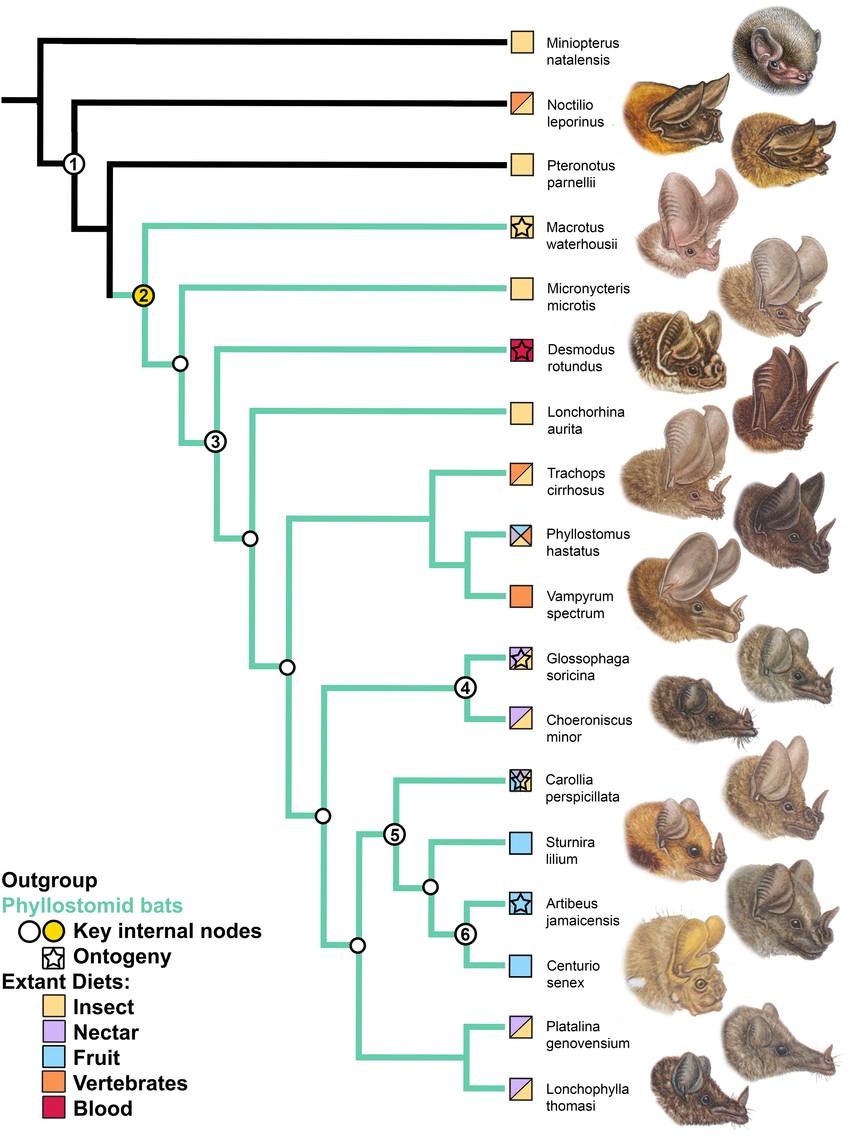 Bats - Phylogeny and skull diversity in New World leaf‐nosed bats ...