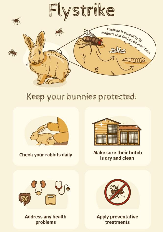 ‼️🐰RABBIT AWARENESS WEEK🐰‼️... - Rogers, Brock & Barker