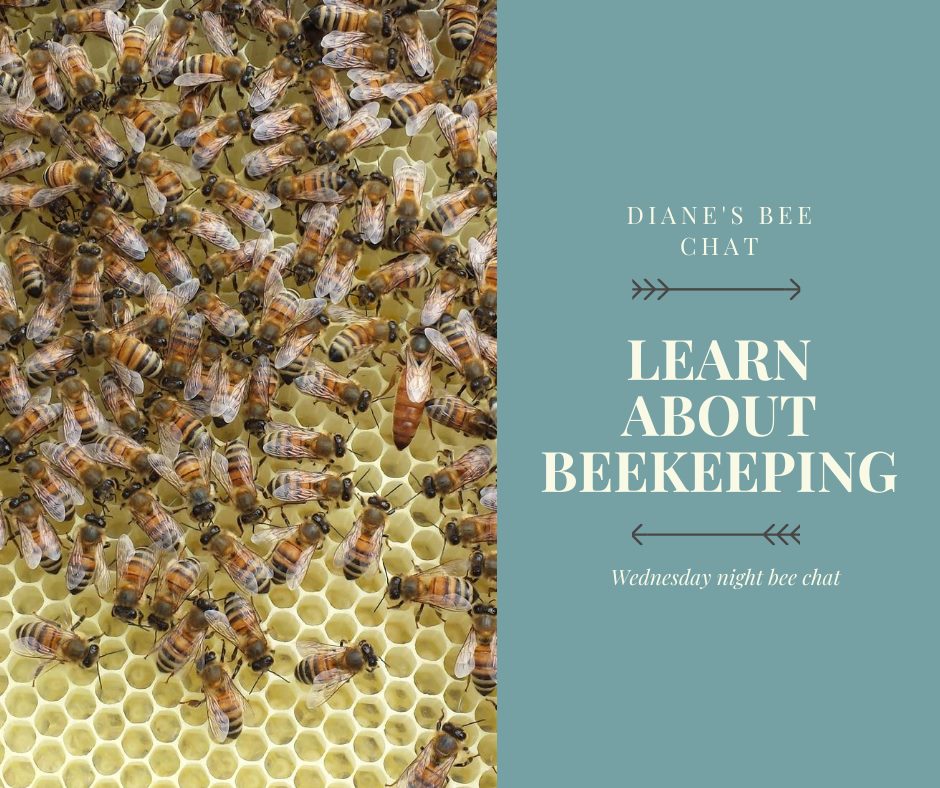 Wednesday night bee chat