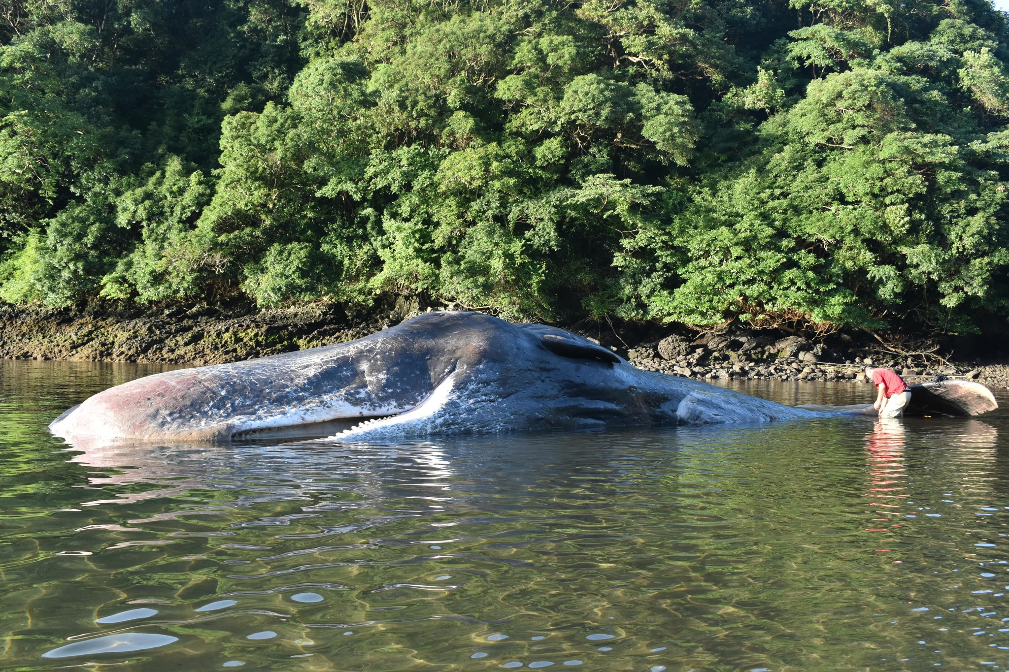 7月27日、鹿児島県の長島町に打ち上ったマッコウクジラの調査を長崎
