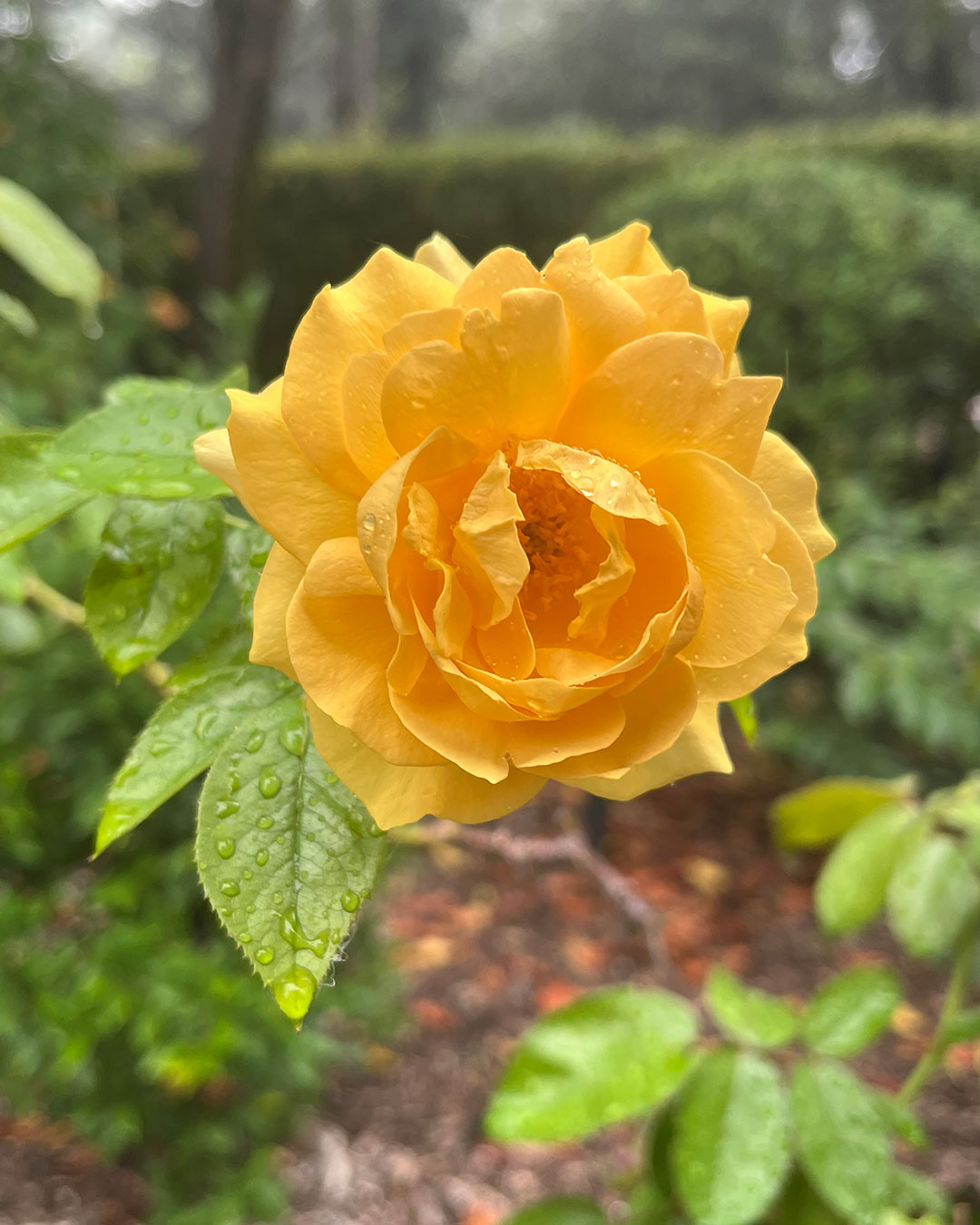 Roma - Yellow roses have long been a symbol of friendship, representing ...