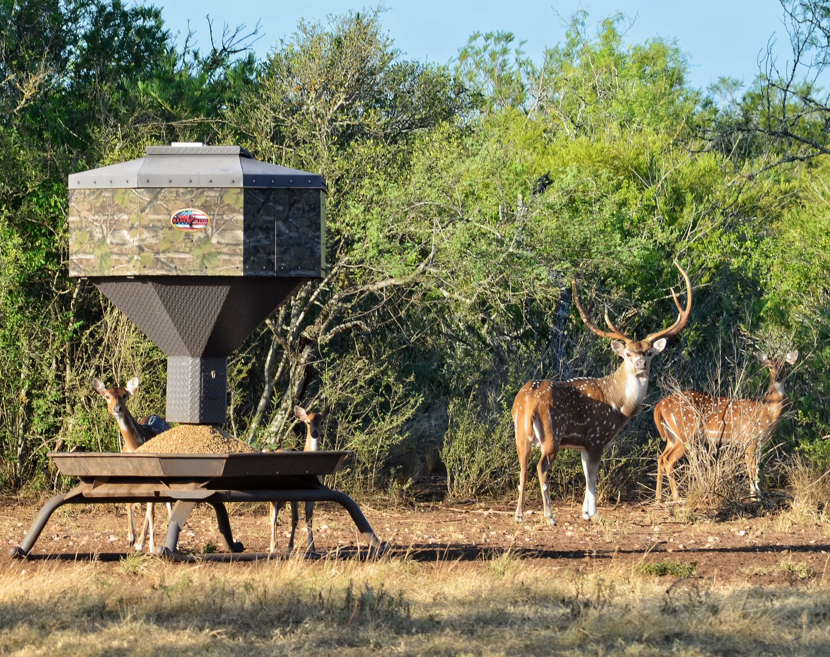 Big Drop Ranch - Check out these beautiful axis spotted on...