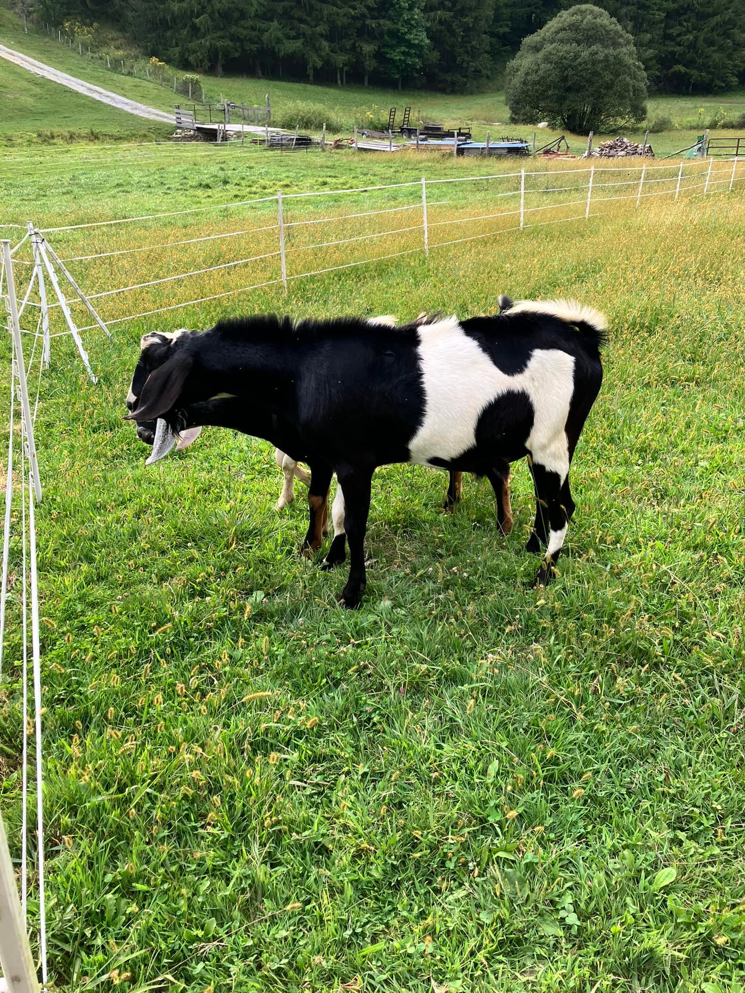 Hen's Tooth Acres Farm | Vilas NC