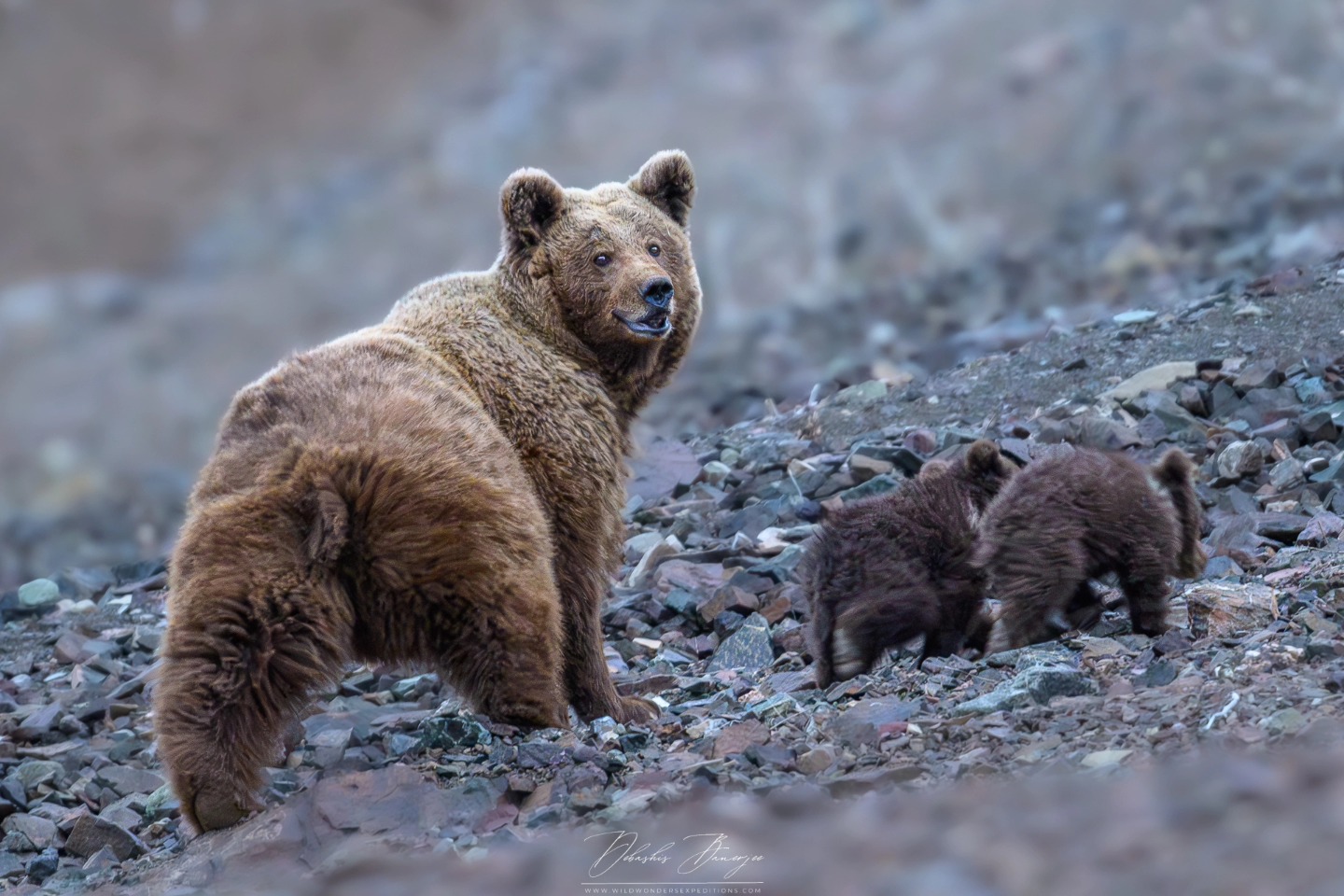 Mamma Bear and Cub walking down the snow covered terrain in Drass