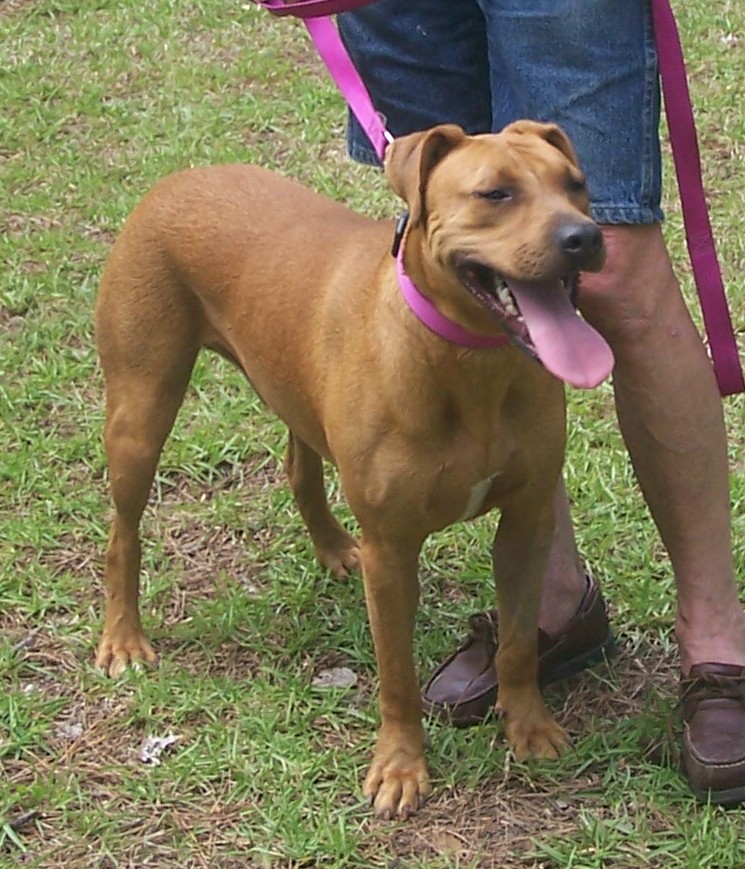 Animal Guardians of South Carolina | Little River SC