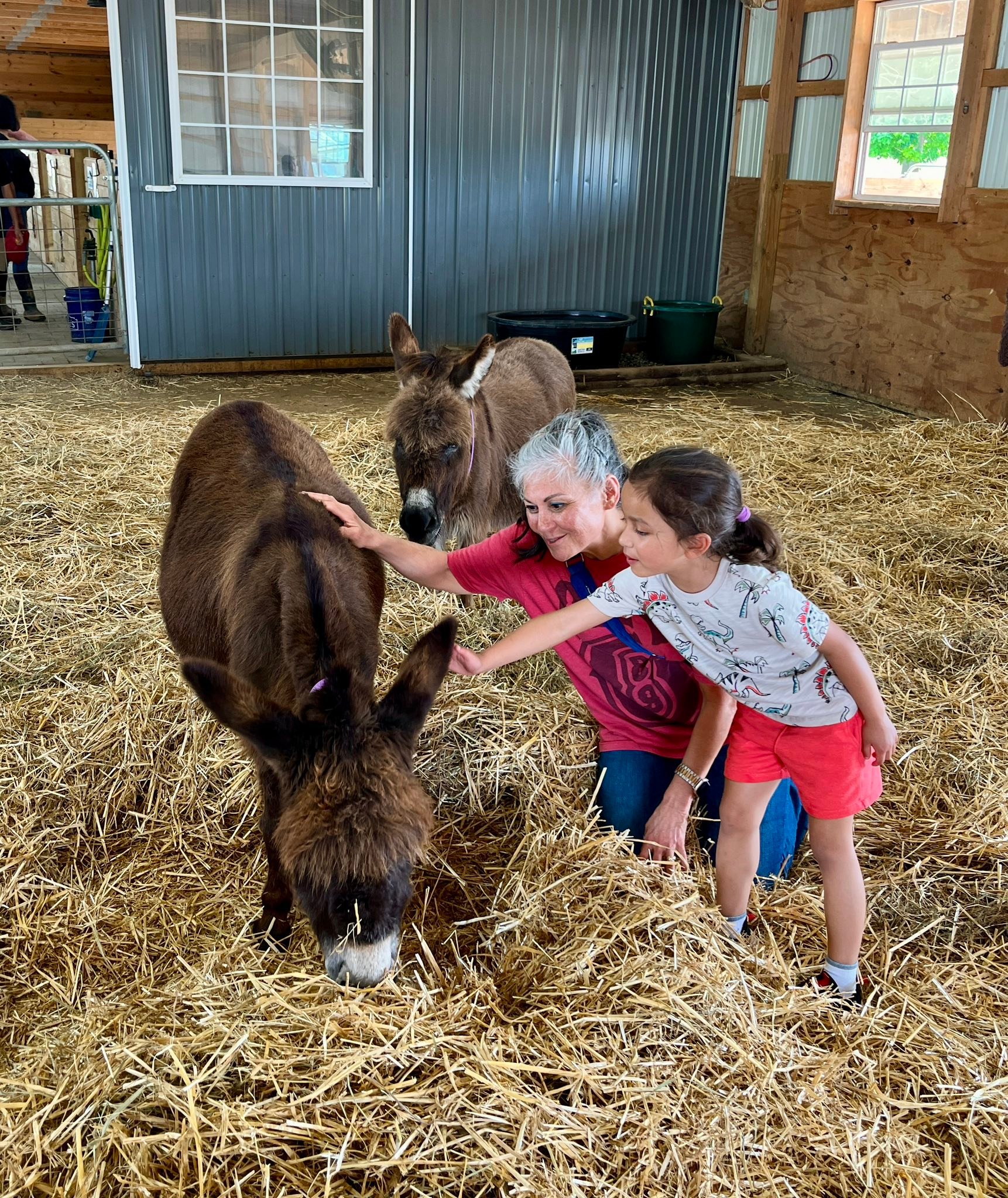 Little Longears... - Little Longears Miniature Donkey Rescue