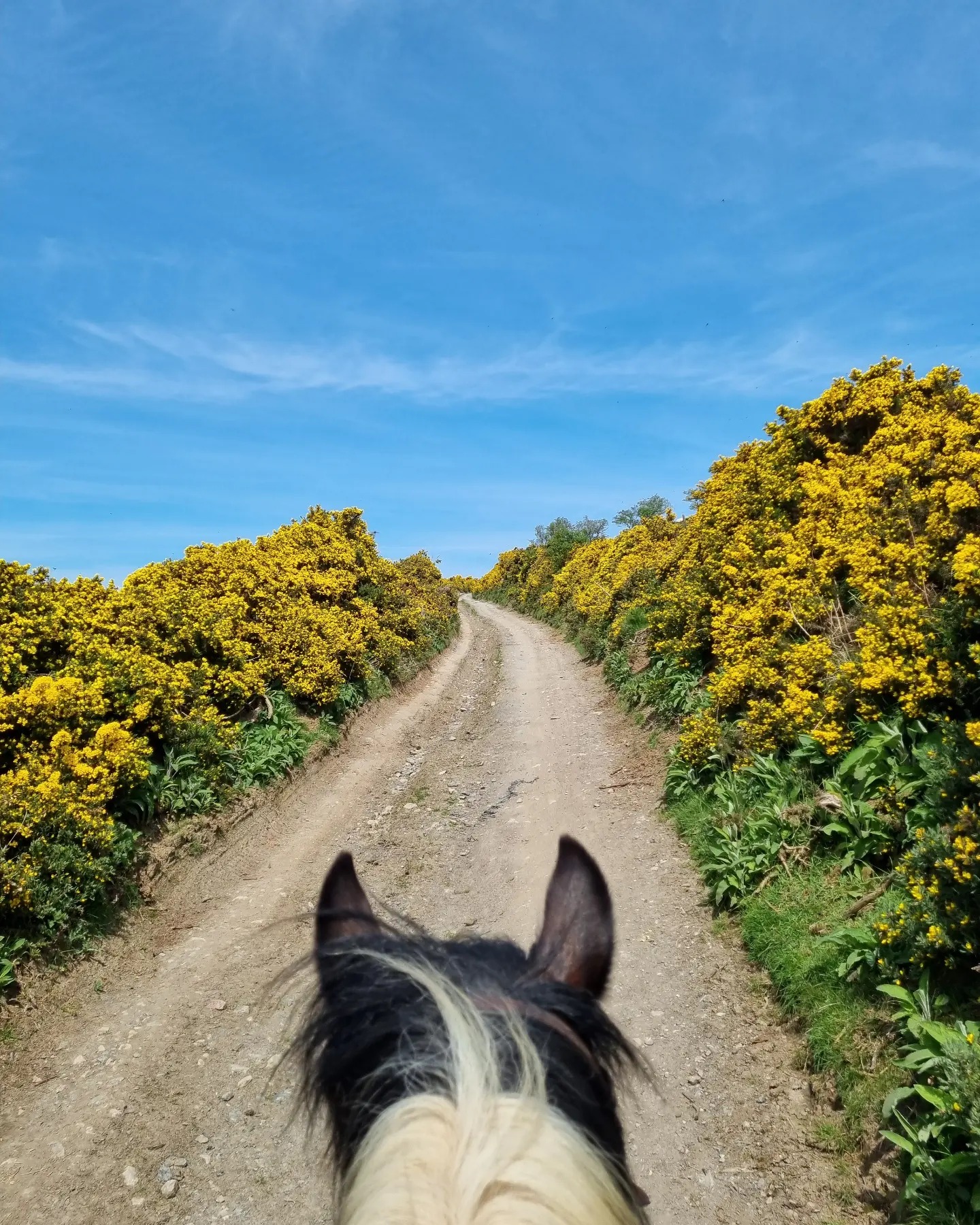 Springhill Farm Riding Stables | Selattyn