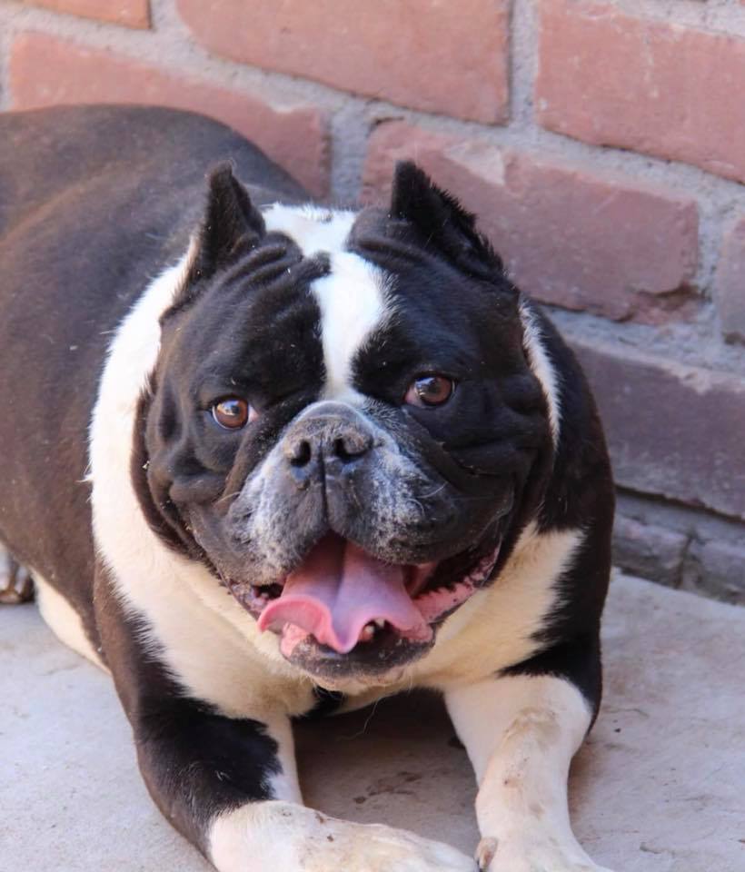 We have a rare Mini American Bully... - Adopt A Dog Rescue