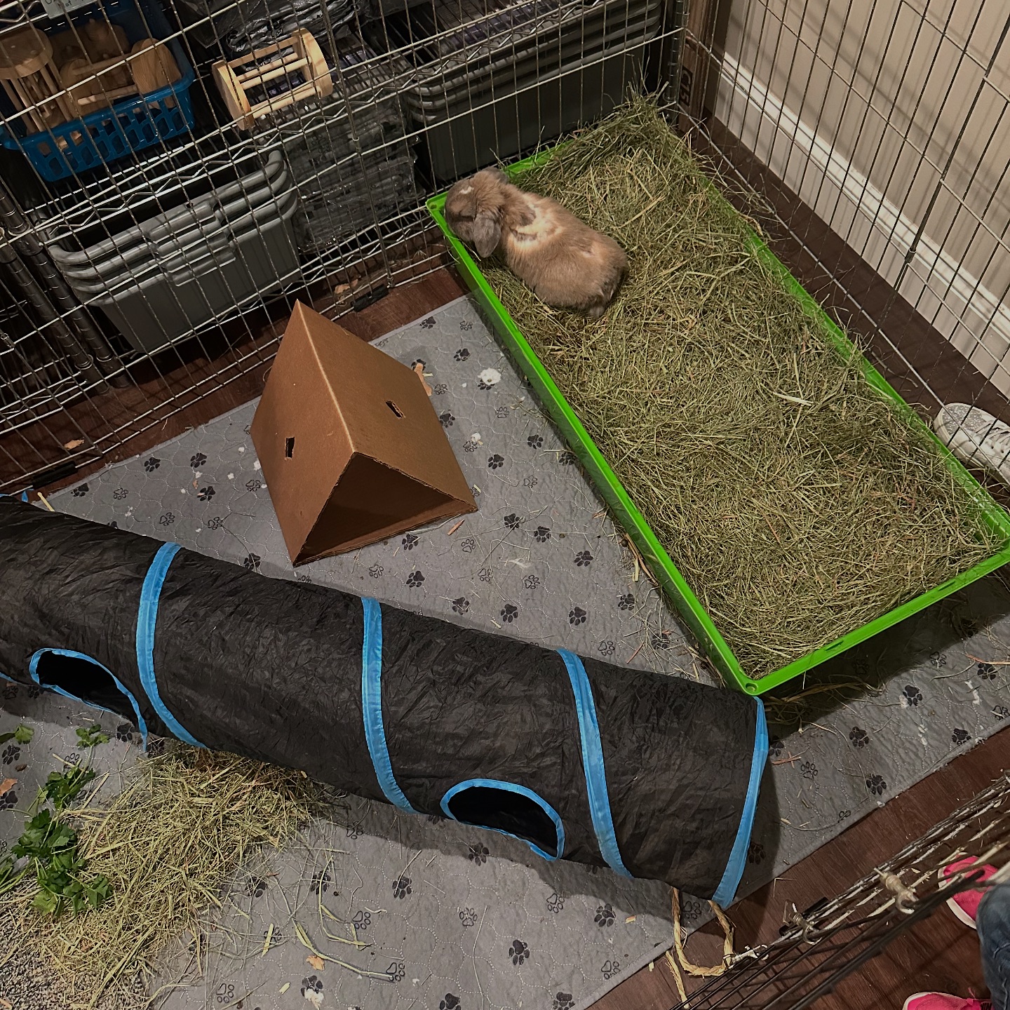 Alabama Rabbit Rescue