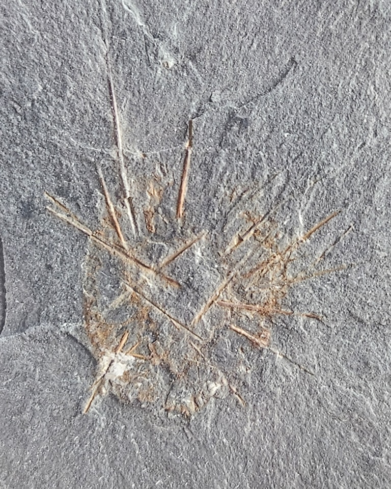 U-Dig Fossils - A very cool example of the Cambrian... | Facebook
