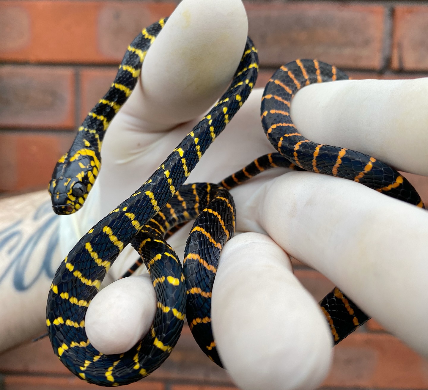 🖤Sulawesi Mangrove snake 🖤