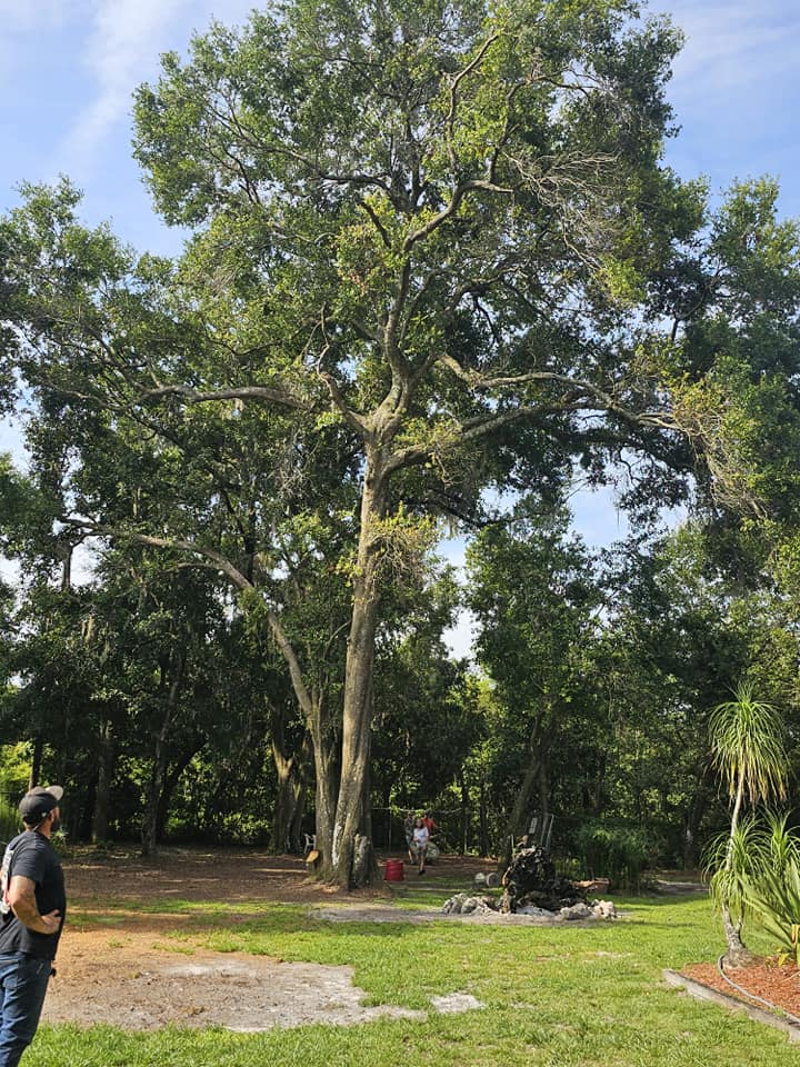 Wade’s tree service | Plant City FL