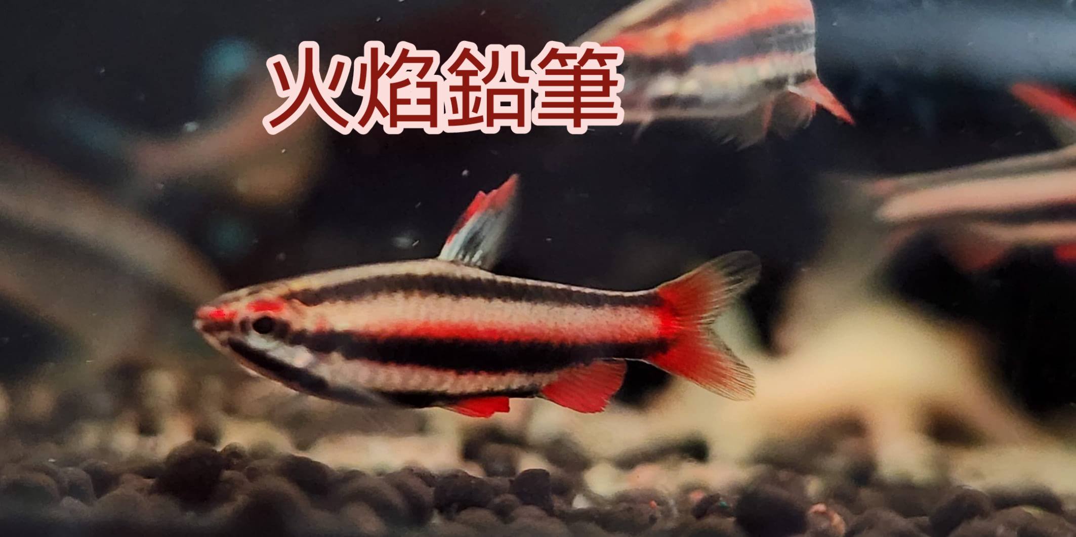 荃灣水族情迷aquadesign added a new photo. - 荃灣水族情迷aquadesign