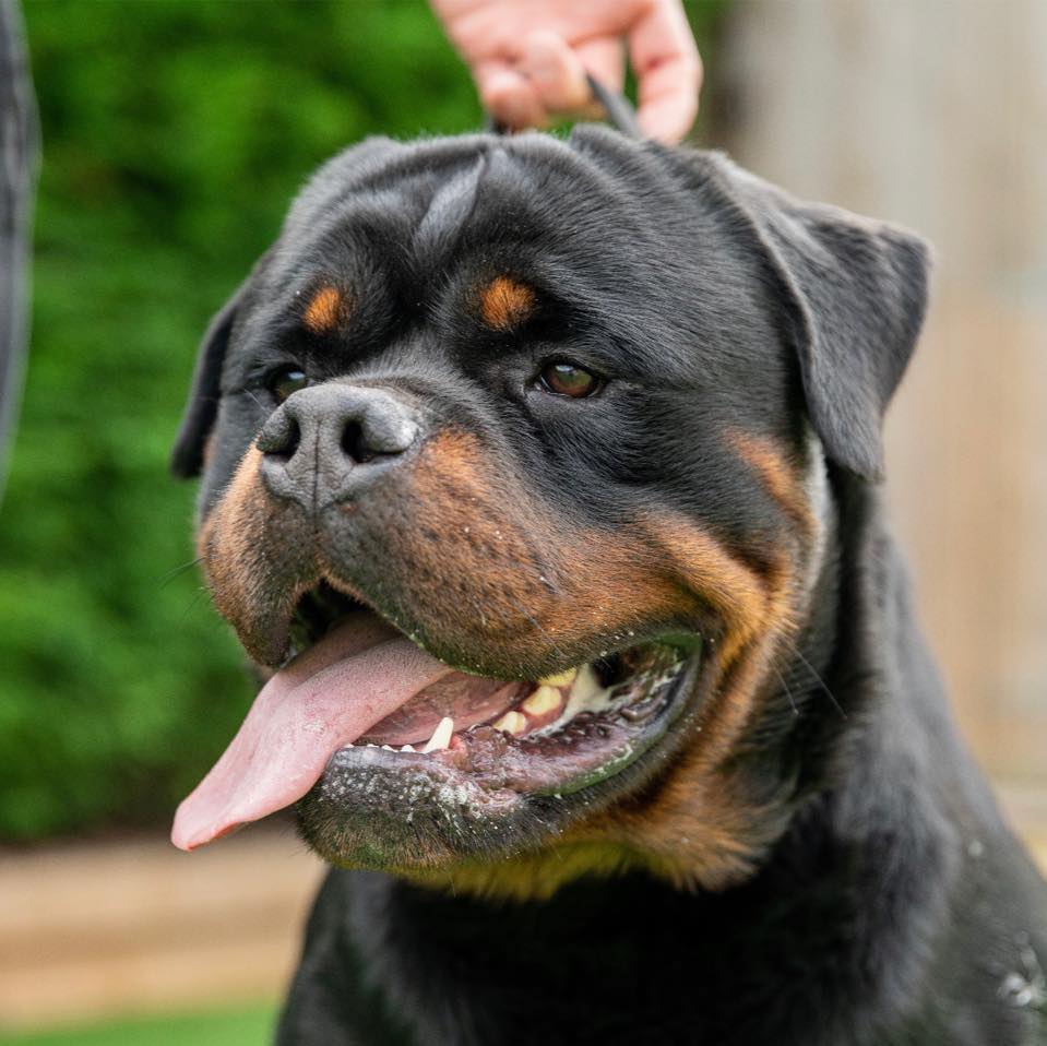 Peri Line Rottweilers