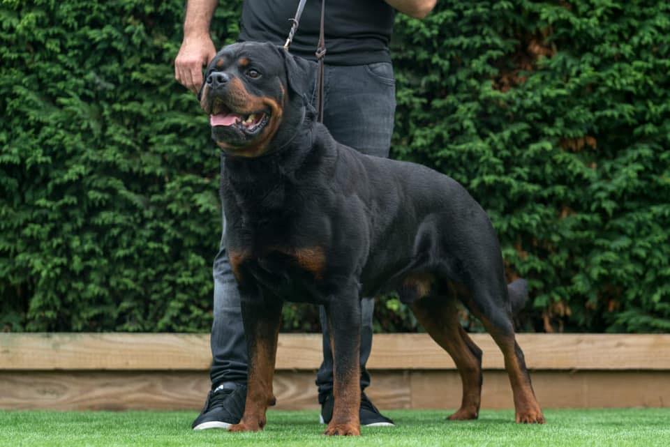 Peri Line Rottweilers
