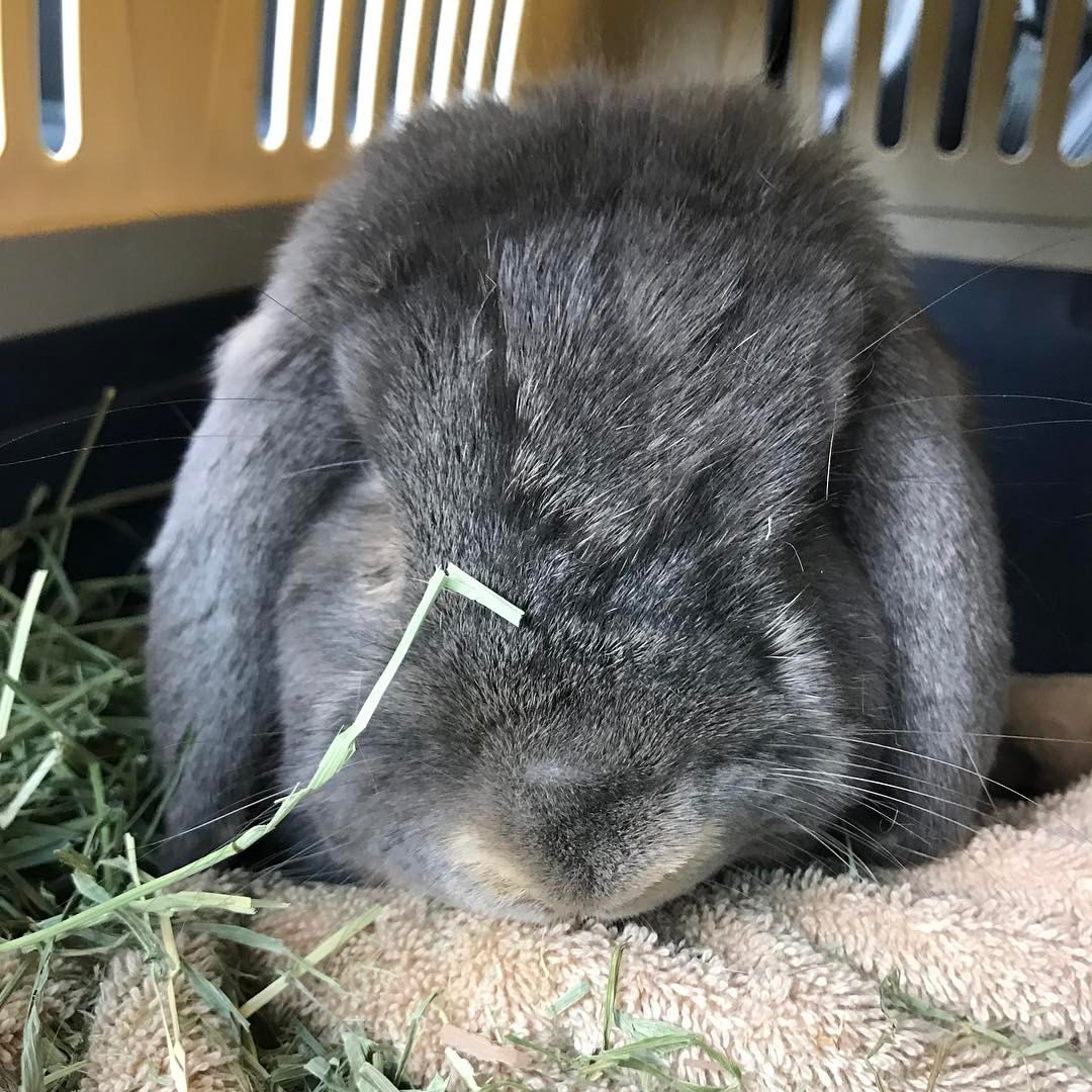 Rabbits of Hampton NJ