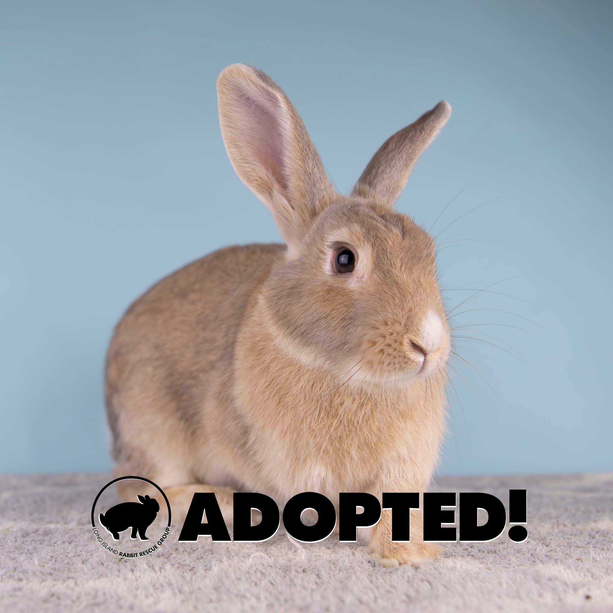Congratulations Siggie!... - Long Island Rabbit Rescue Group | Facebook