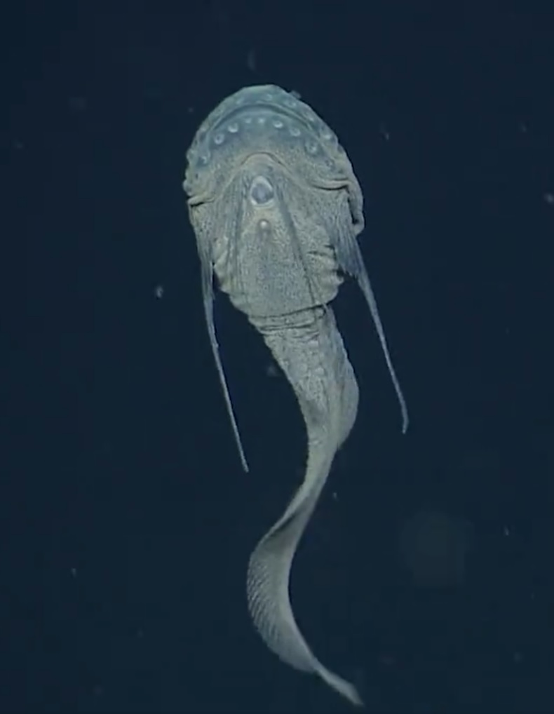 เพชรมายา - Threadfin Snailfish หรือชื่อทางวิทยาศาสตร์... | Facebook